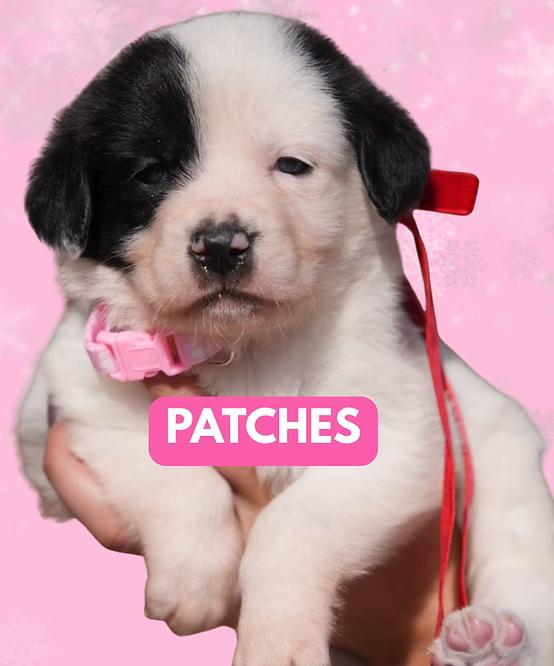 Patches, Adoptable, Puppy Female Great Pyrenees.