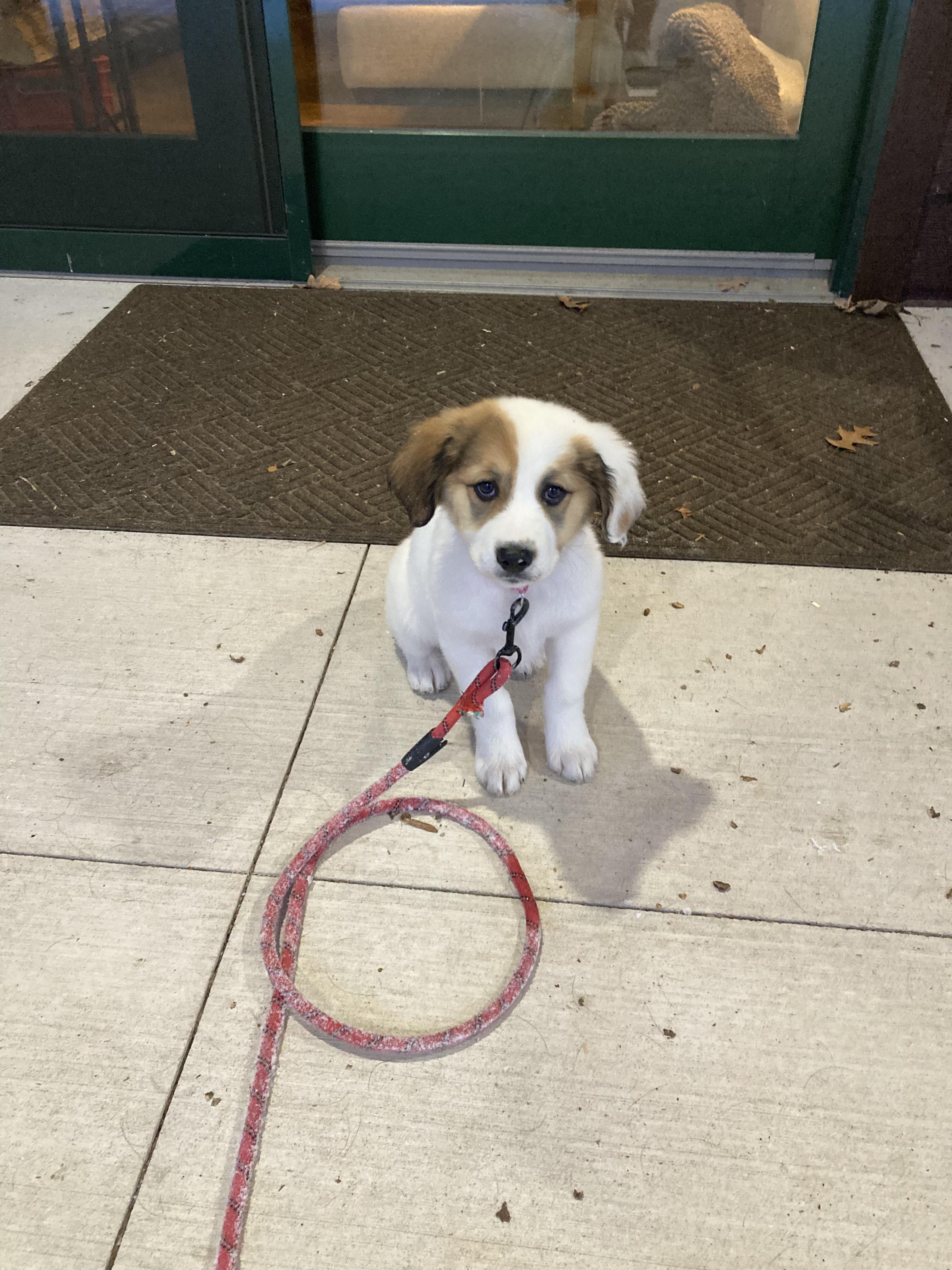 Enlarge Missy, a Adoptable mixed breed in Appleton, WI image 1/6