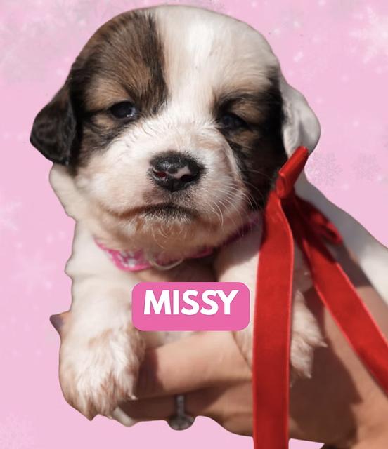 Enlarge Missy, a Adoptable mixed breed in Appleton, WI image 6/6