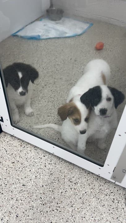 Enlarge Missy, a Adoptable mixed breed in Appleton, WI video 4/6