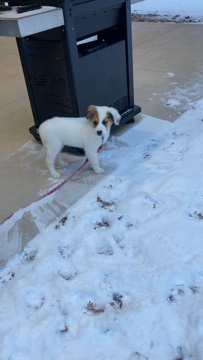 Enlarge Missy, a Adoptable mixed breed in Appleton, WI video 3/6