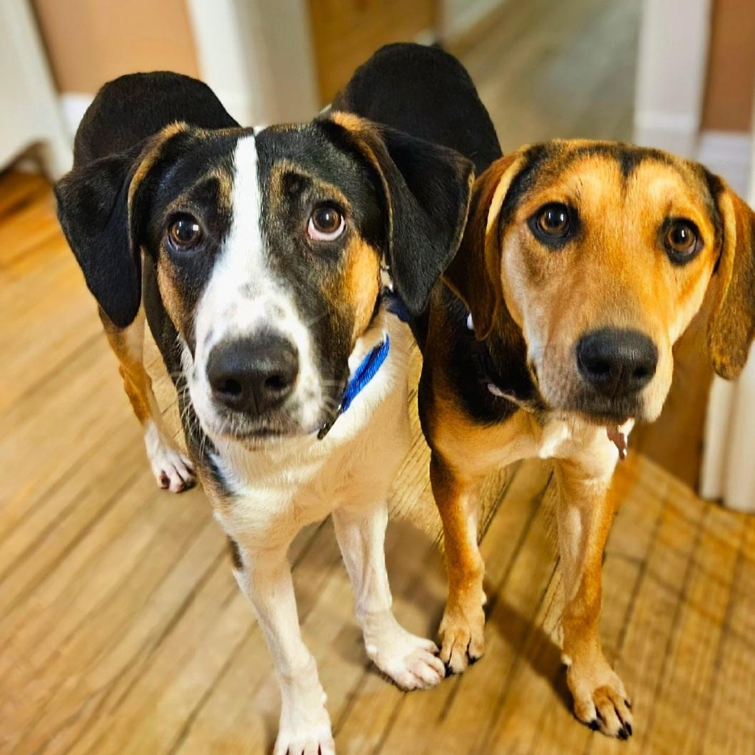 Stanley(REDUCED FEE!), a hold mixed breed in Chicago, IL image 3/6