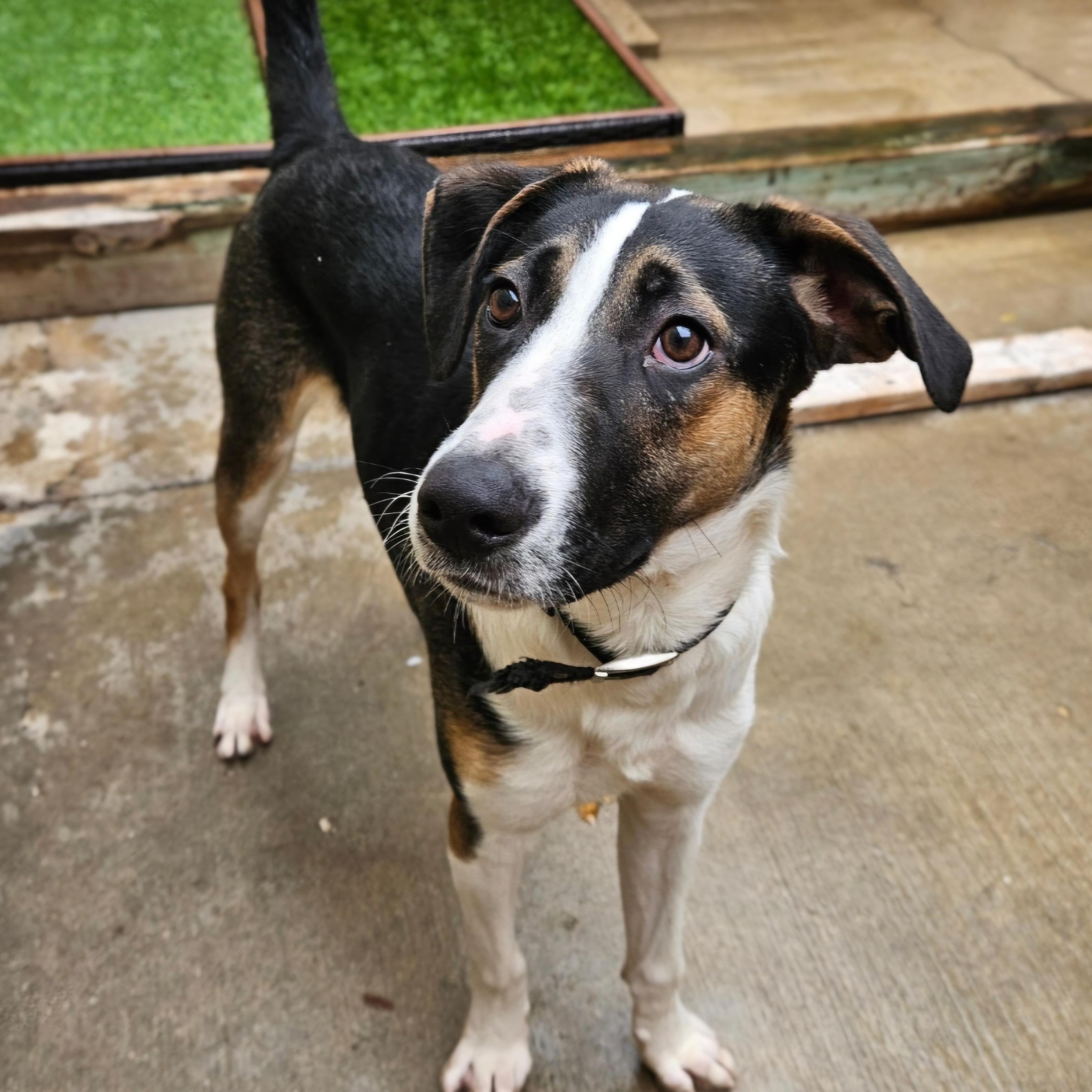 Stanley(REDUCED FEE!), a hold mixed breed in Chicago, IL image 5/6