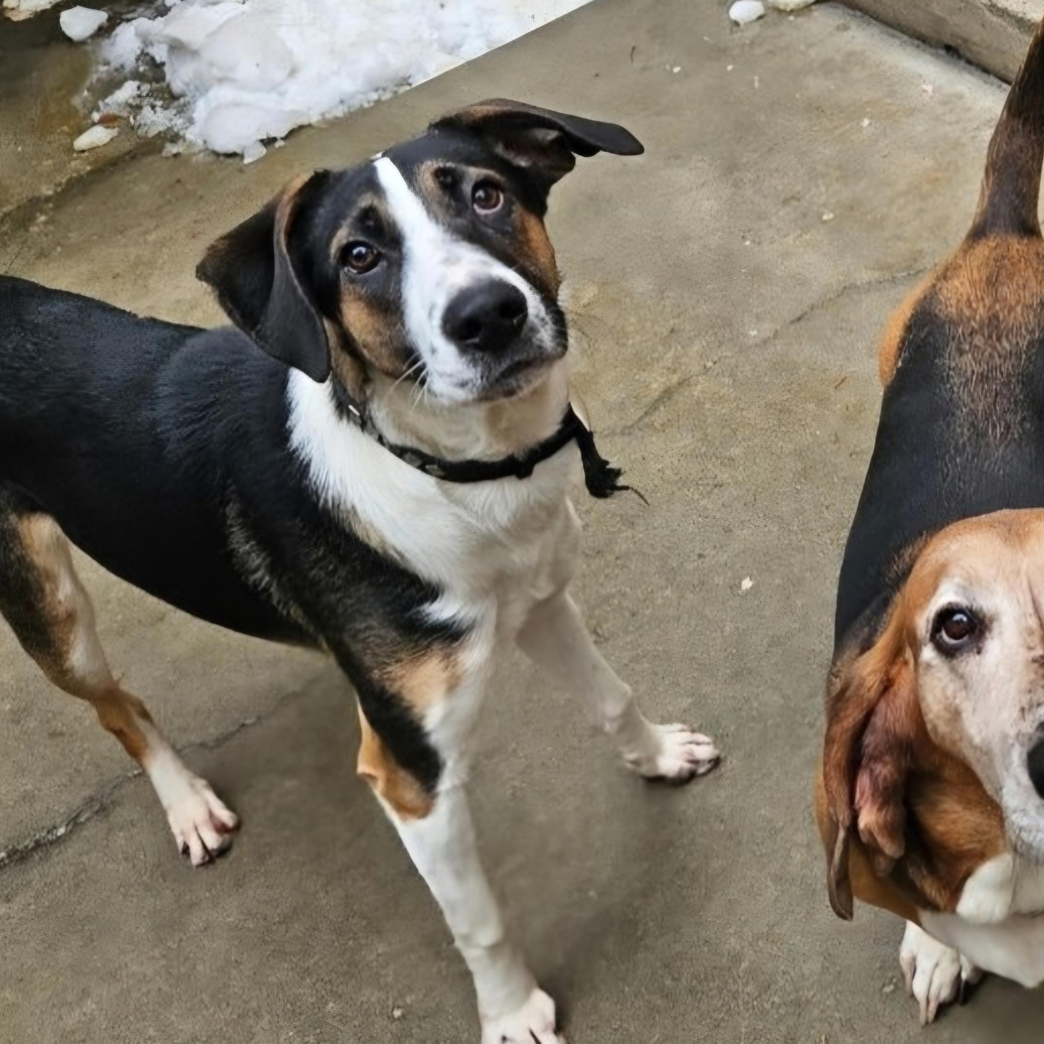 Stanley(REDUCED FEE!), a hold mixed breed in Chicago, IL image 6/6