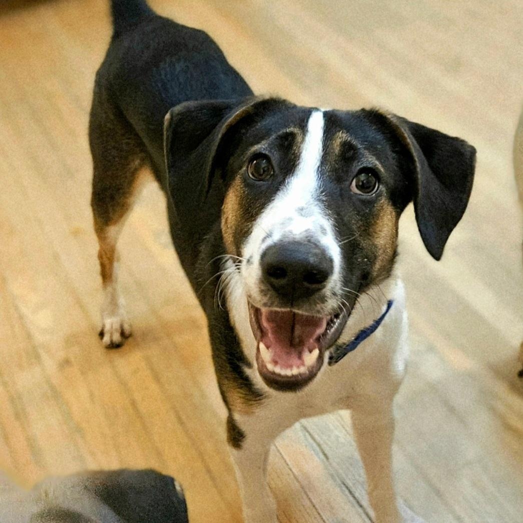 Stanley(REDUCED FEE!), a hold mixed breed in Chicago, IL image 1/6