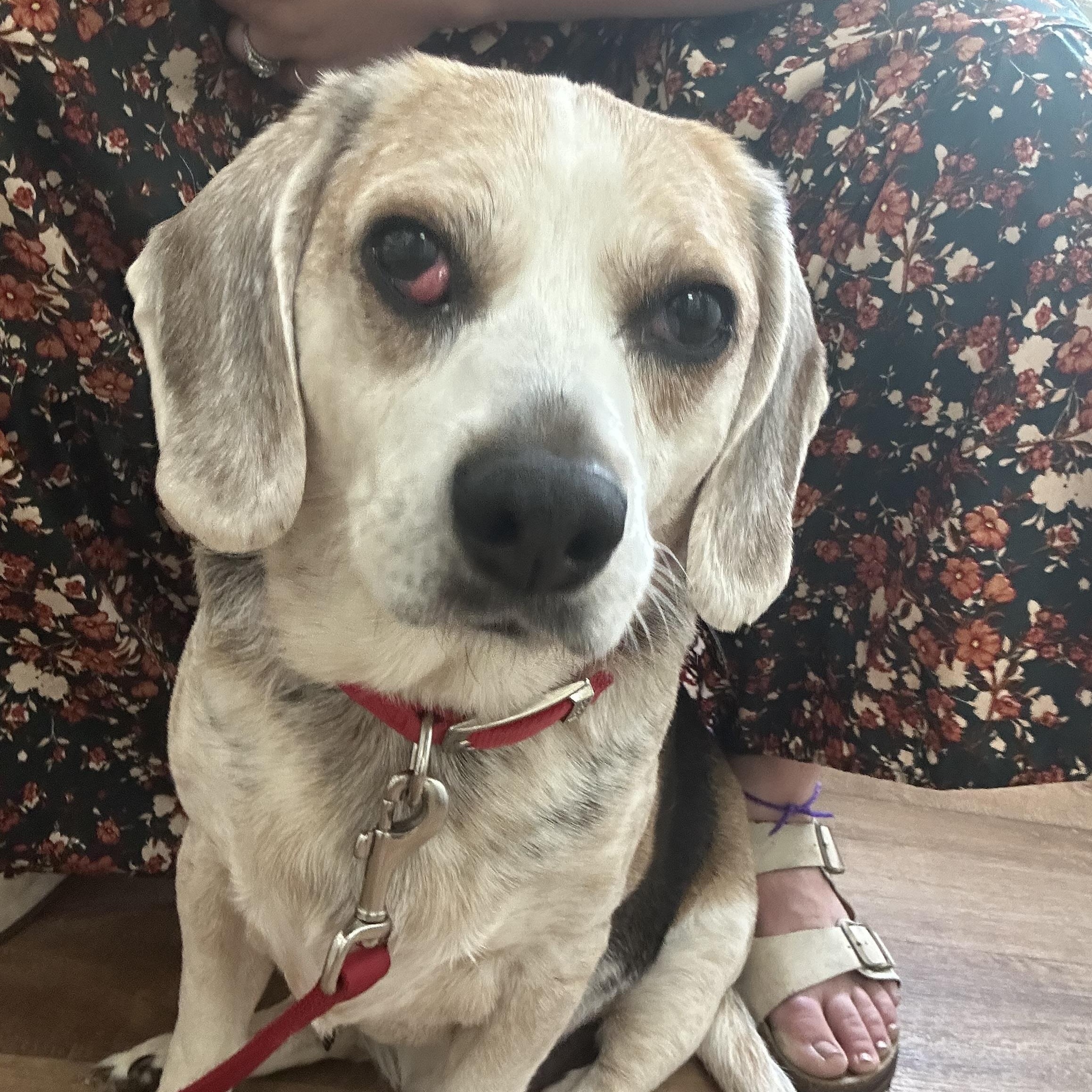 Cipher, ADOPTABLE, Senior Male Beagle.
