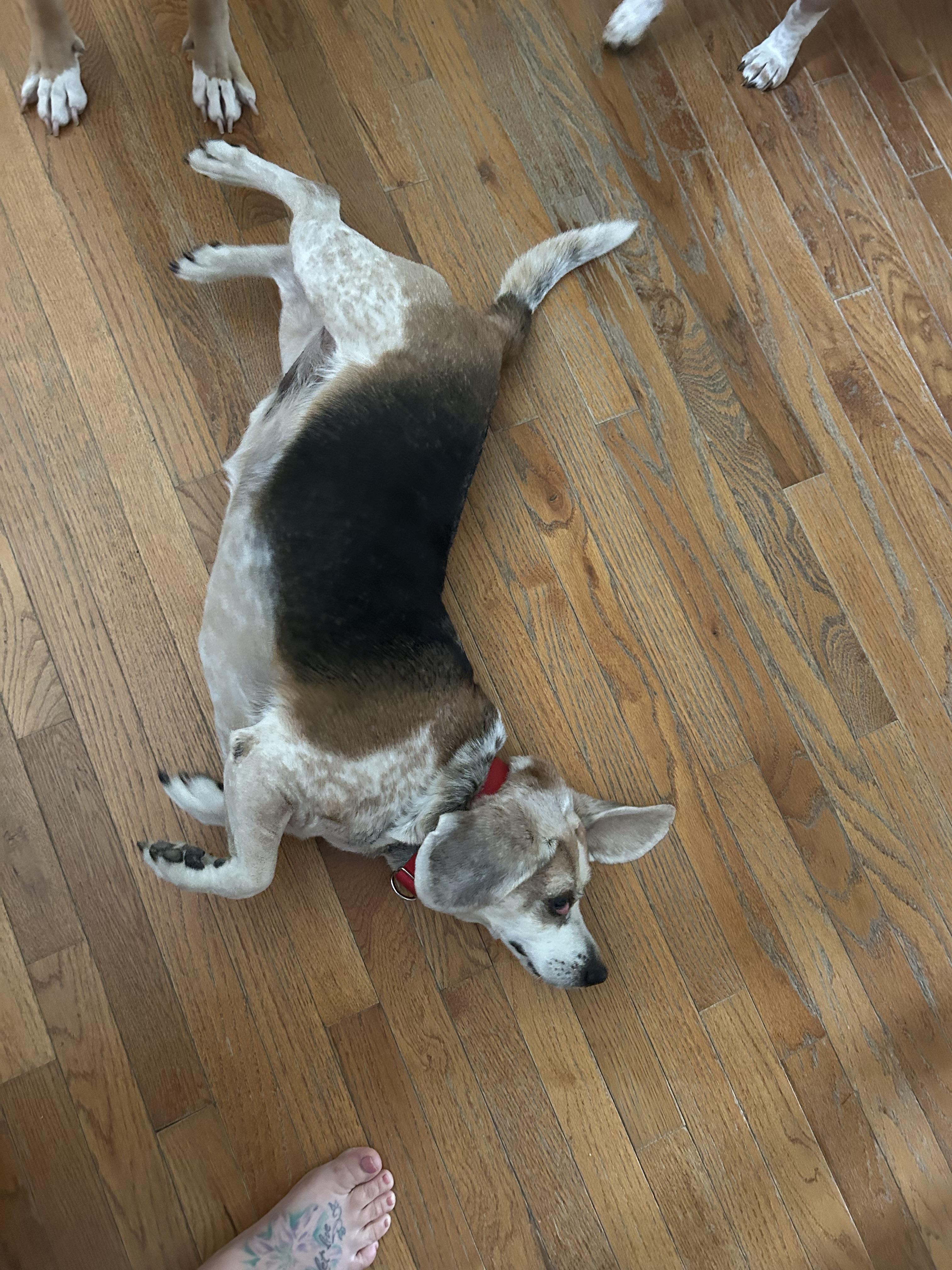 Enlarge Cipher, a ADOPTABLE Beagle in Yonkers, NY image 5/6