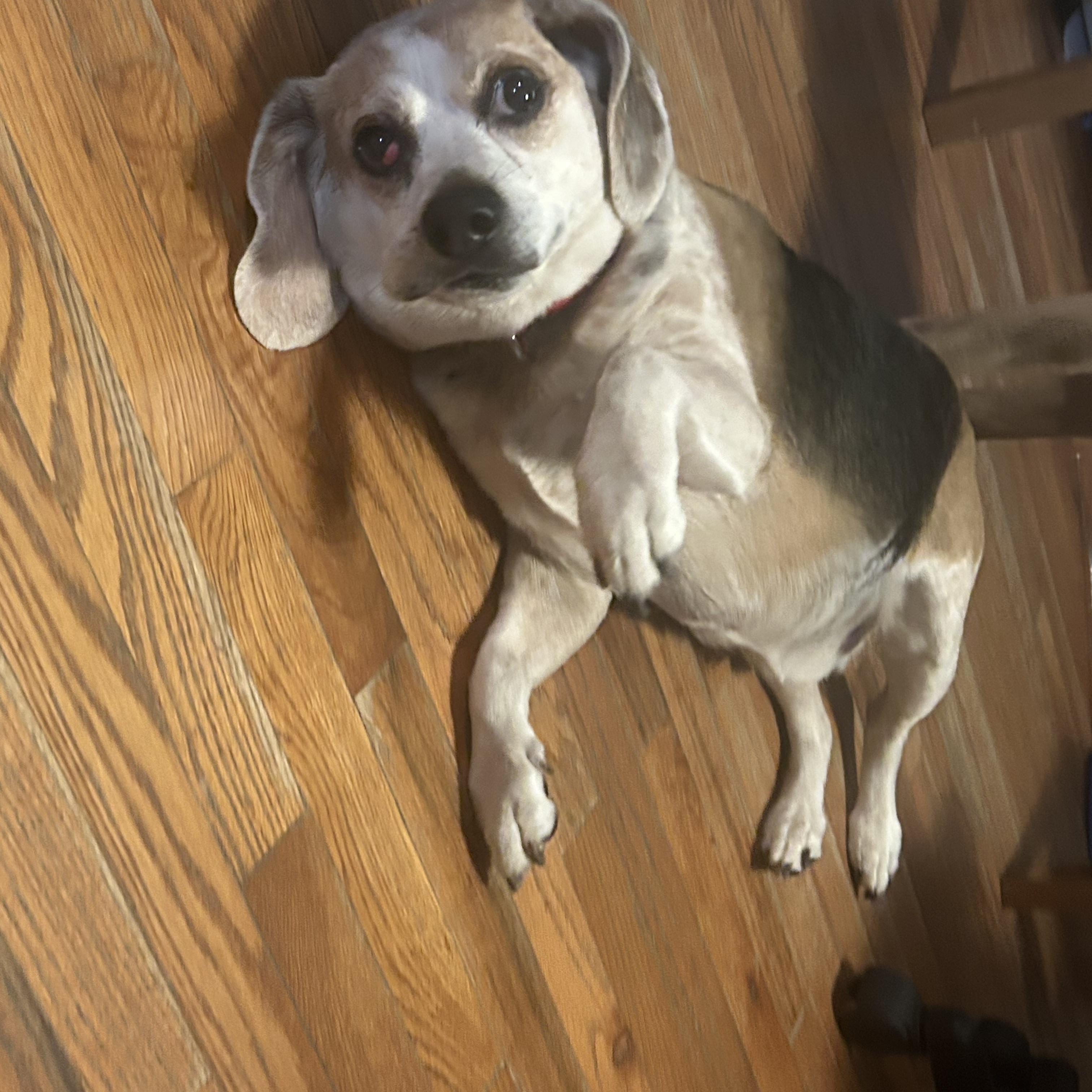 Enlarge Cipher, a ADOPTABLE Beagle in Yonkers, NY image 1/6