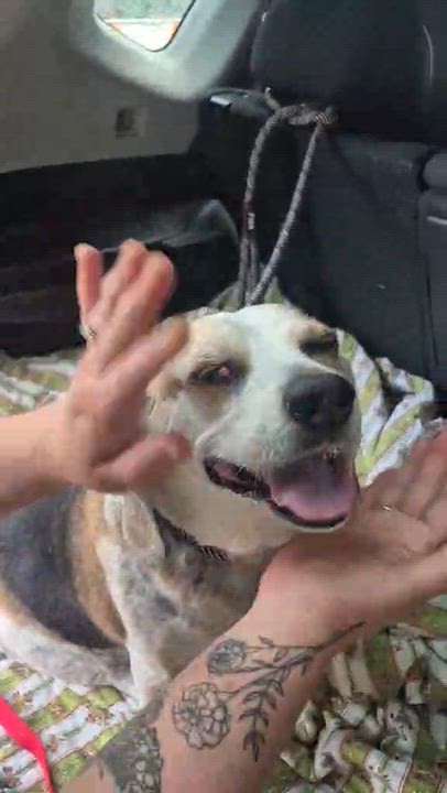 Enlarge Cipher, a ADOPTABLE Beagle in Yonkers, NY video 3/5