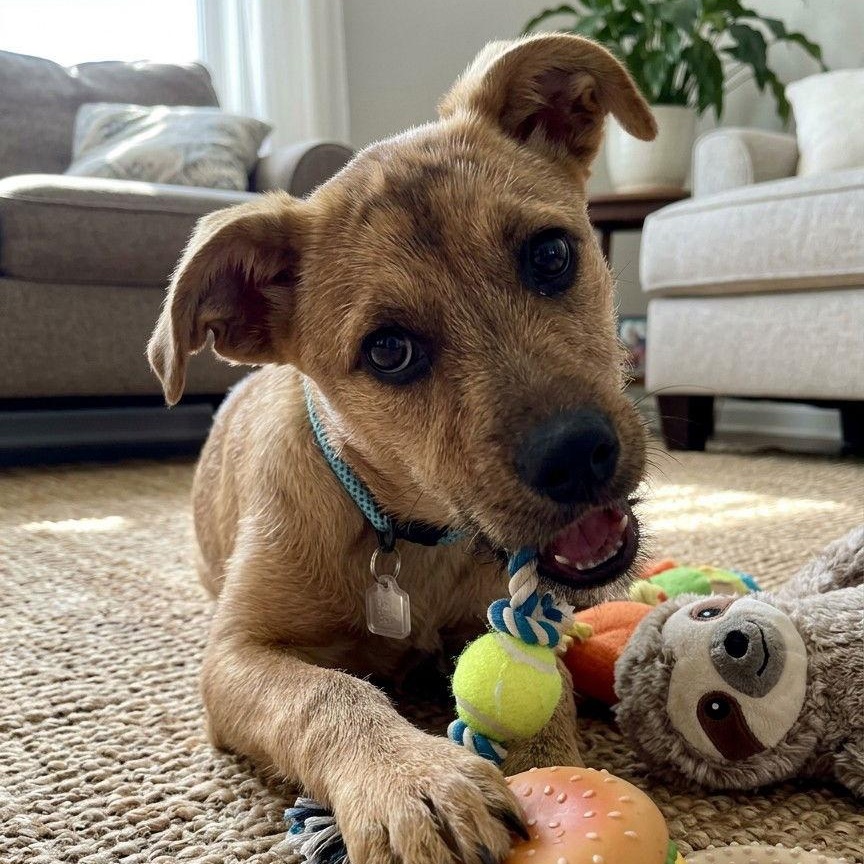 **MAPLE**, Adoptable, Puppy Female Labrador Retriever.
