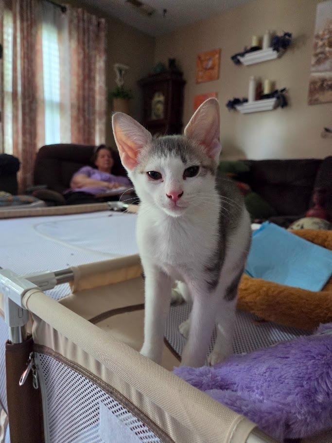 Quill, Adoptable, Kitten Male Domestic Short Hair.