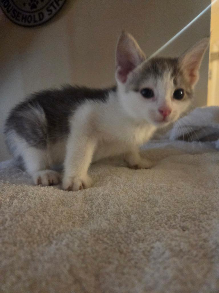 Enlarge Quill, a Adoptable mixed breed in Parkville, MD image 1/4