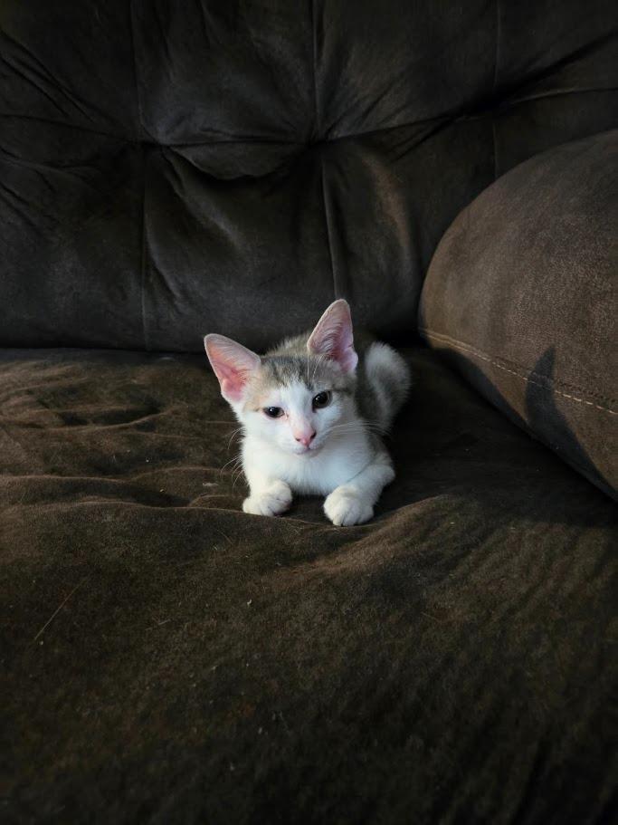 Enlarge Quill, a Adoptable mixed breed in Parkville, MD image 2/4