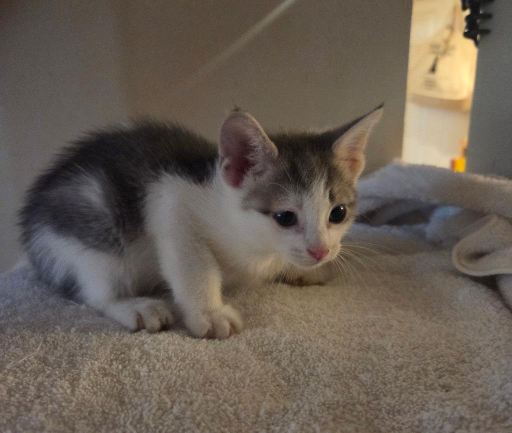 Enlarge Quill, a Adoptable mixed breed in Parkville, MD image 3/4