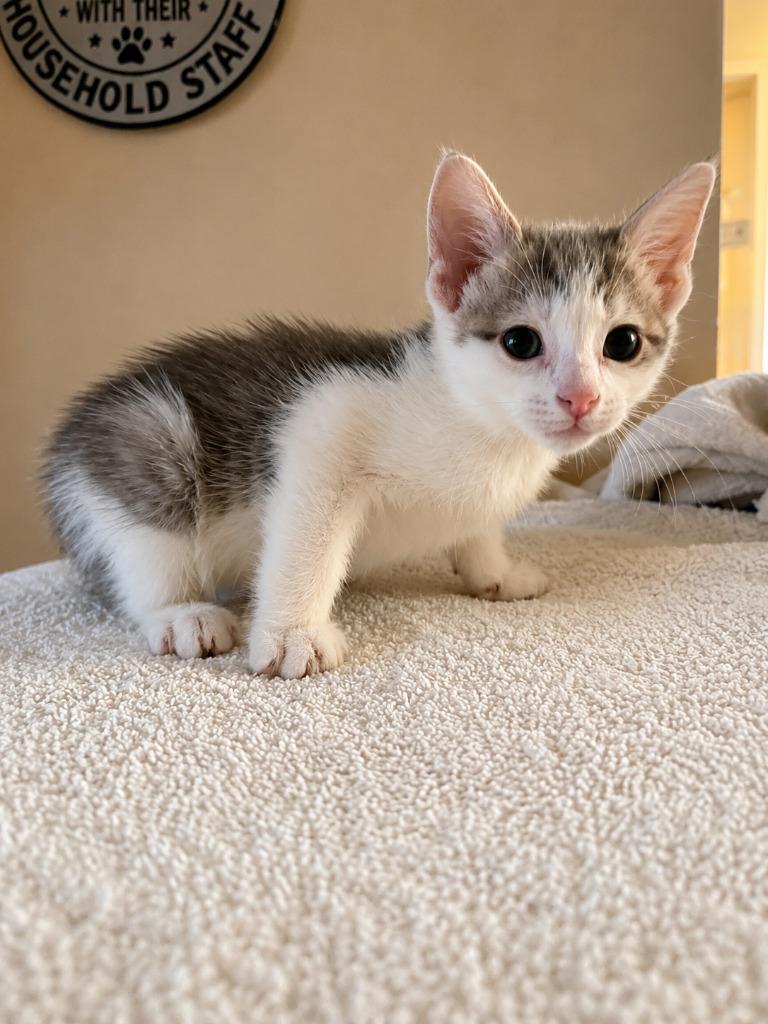 Enlarge Quill, a Adoptable mixed breed in Parkville, MD image 4/4