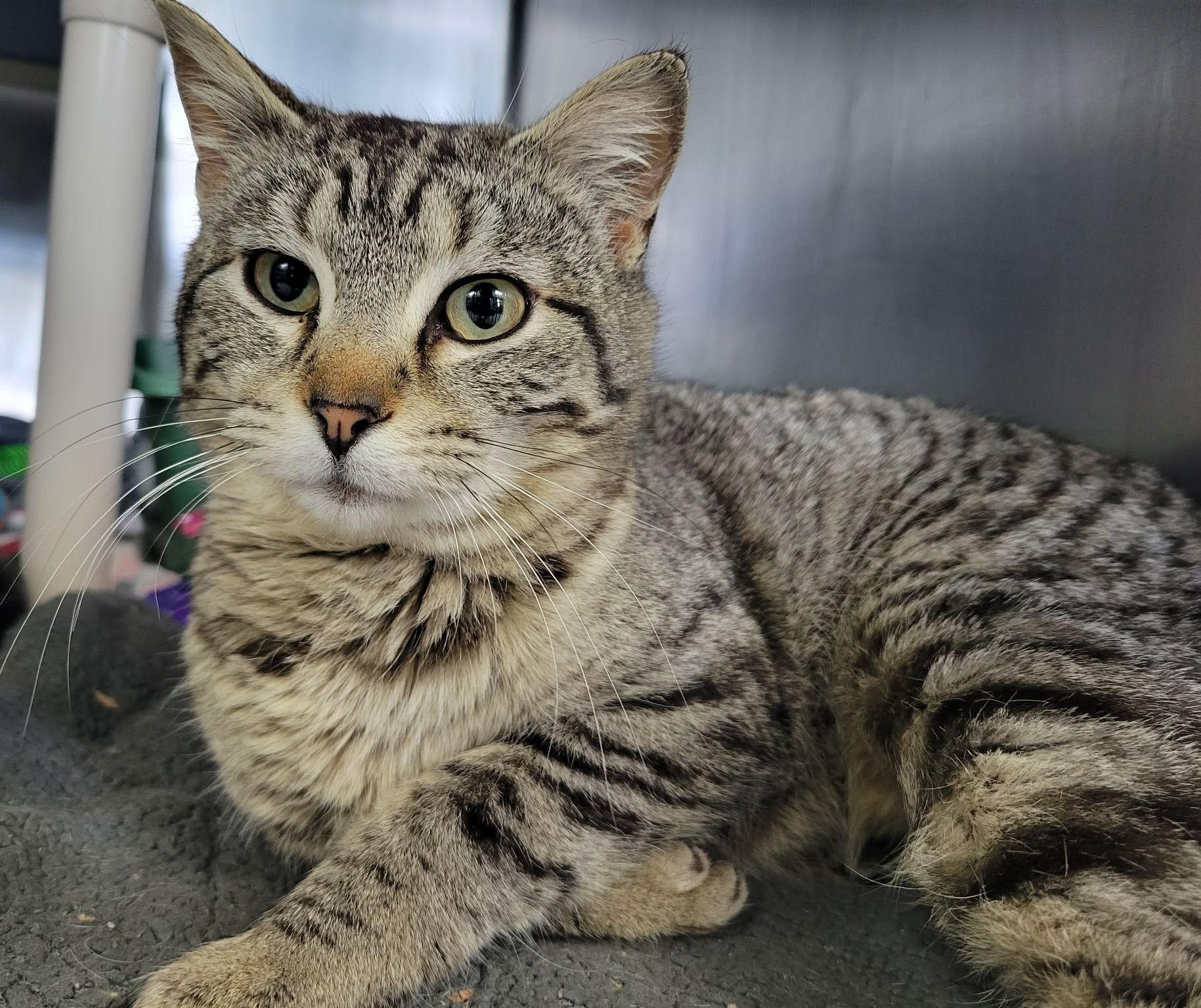 Robin, ADOPTABLE, Adult Male Domestic Short Hair.