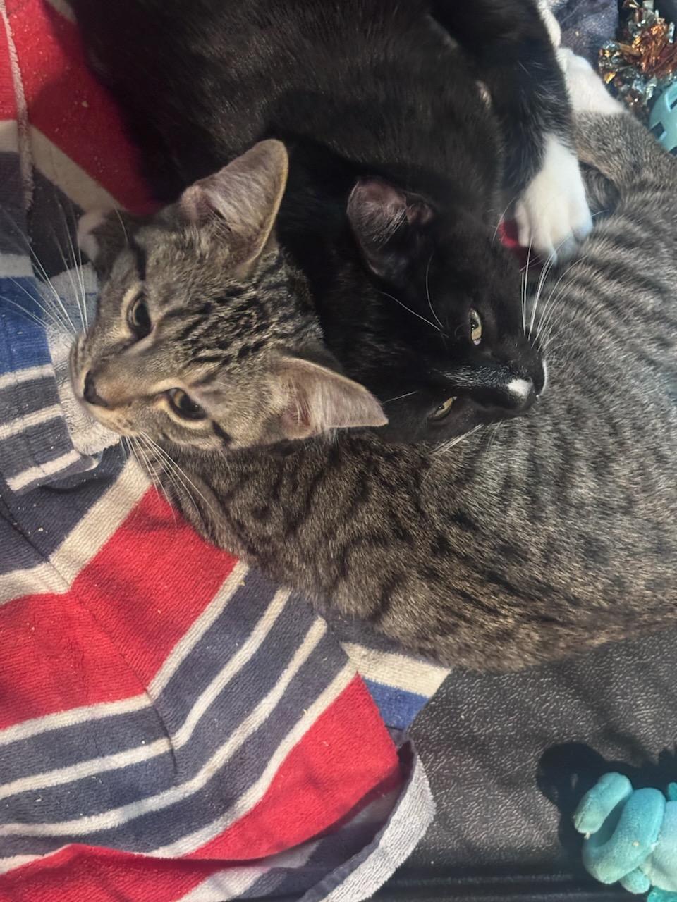 Socks, a Adoptable Domestic Short Hair in chino, CA image 2/2