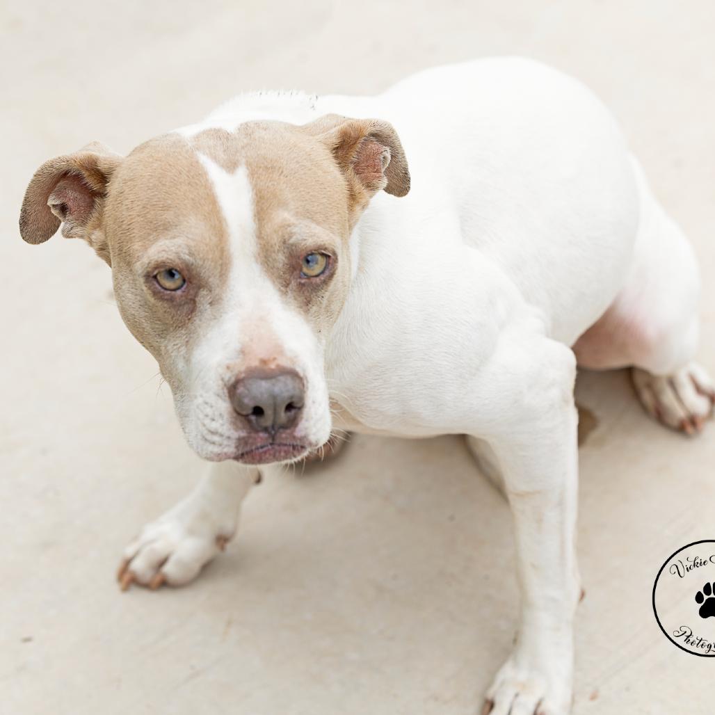 Enlarge Bella, a Adoptable Mixed Breed in Abilene, TX image 1/3