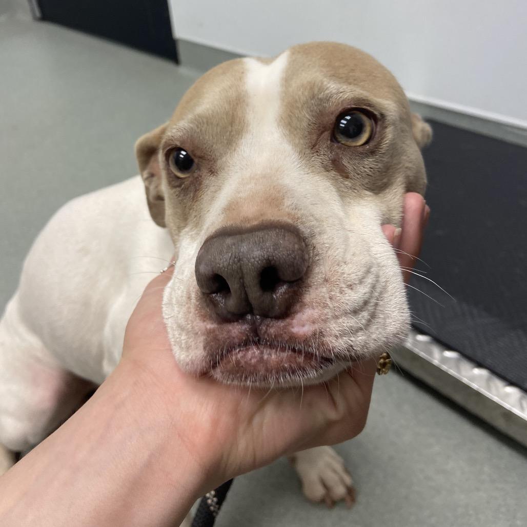 Enlarge Bella, a Adoptable Mixed Breed in Abilene, TX image 2/3