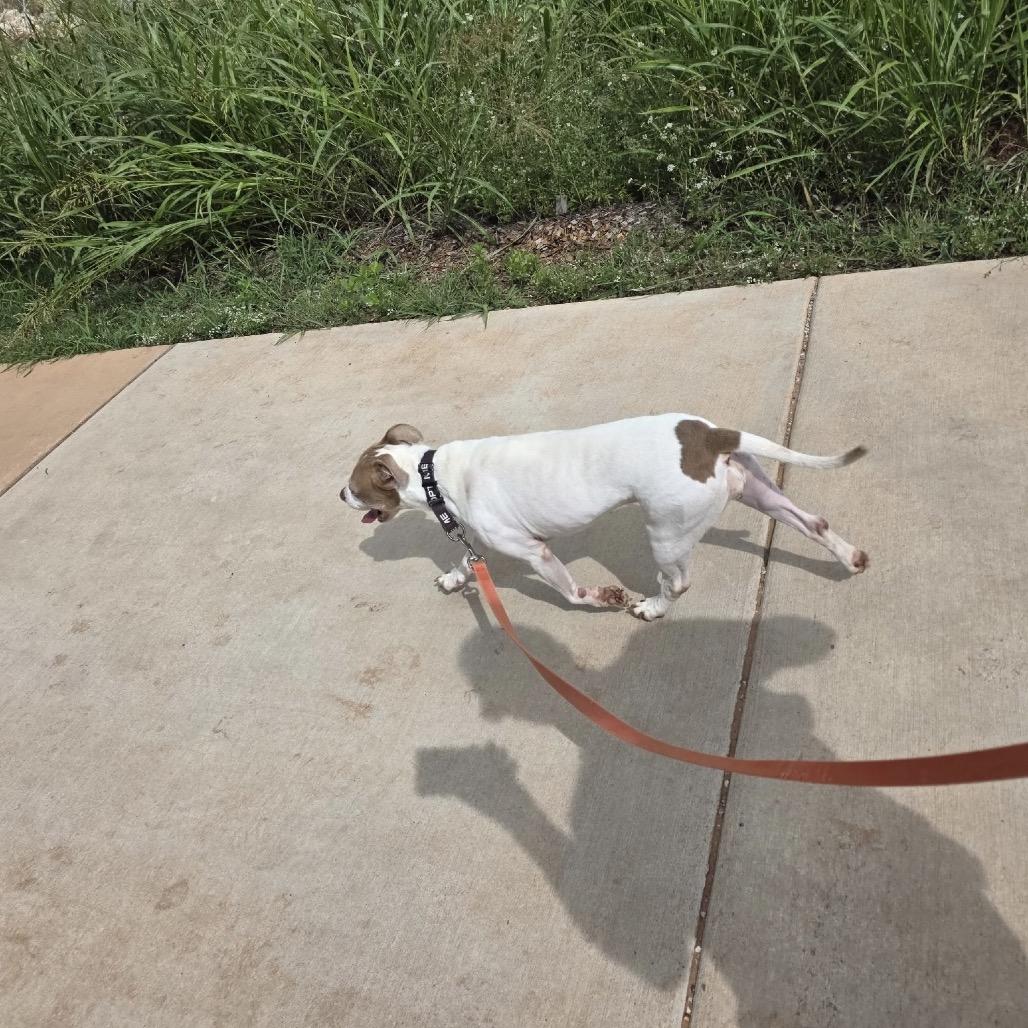 Bella, a Adoptable Mixed Breed in Abilene, TX image 5/6