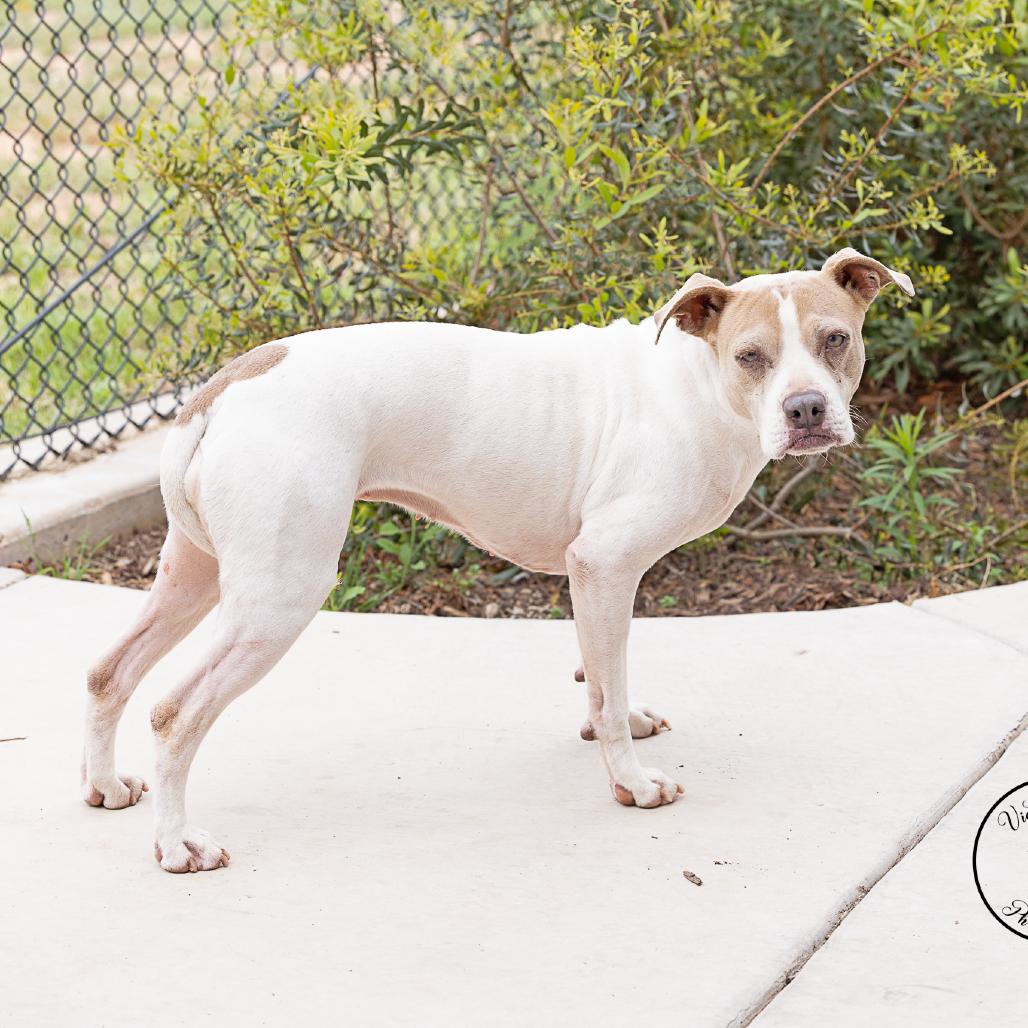 Enlarge Bella, a Adoptable Mixed Breed in Abilene, TX image 3/3