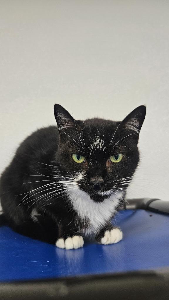Maggie, Adoptable, Senior Female Domestic Short Hair.