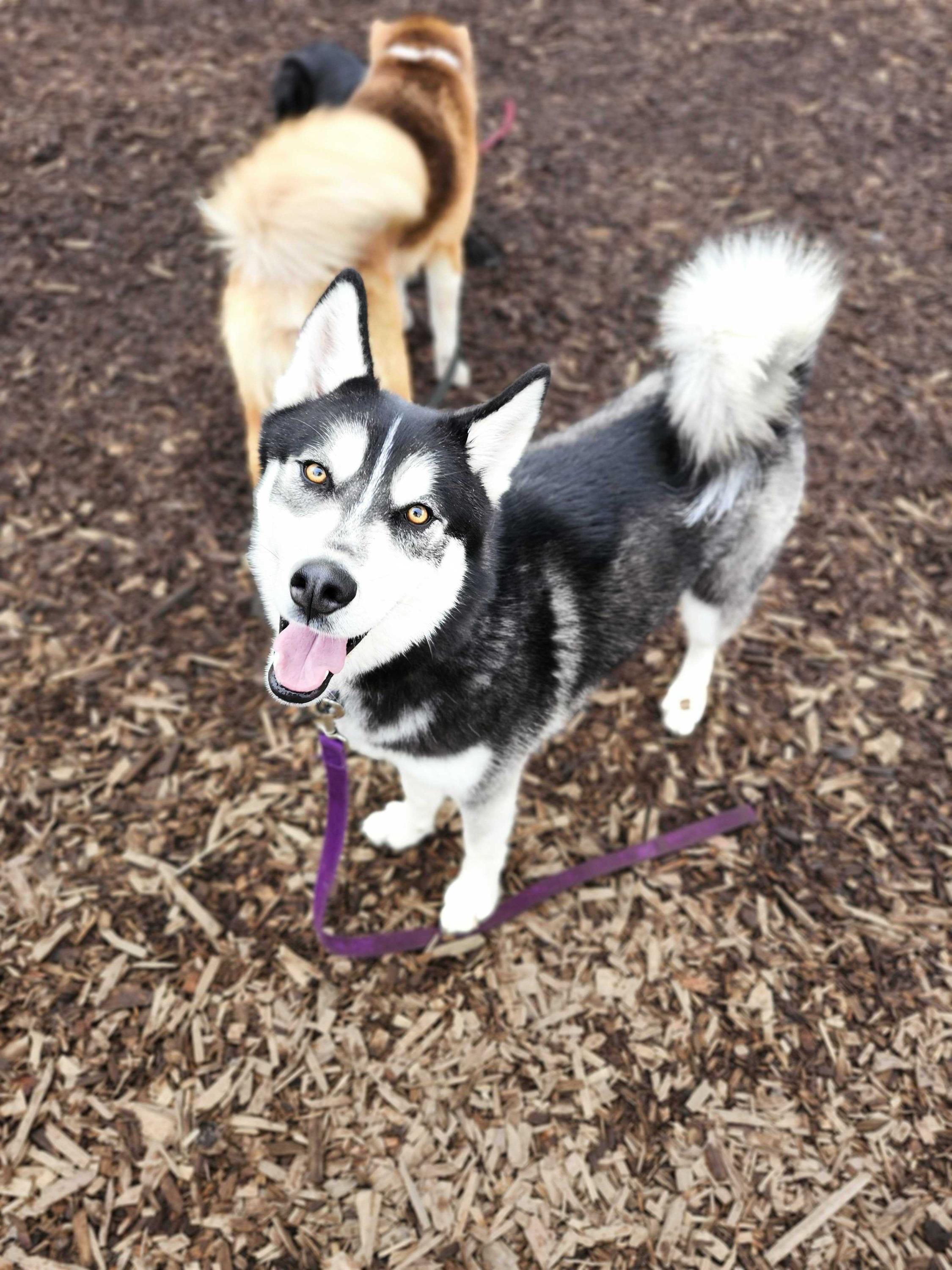 Amarok, ADOPTABLE, Young Male Siberian Husky.