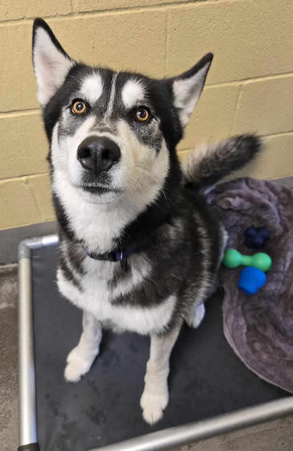 Amarok, a ADOPTABLE mixed breed in Bellingham, WA image 4/4