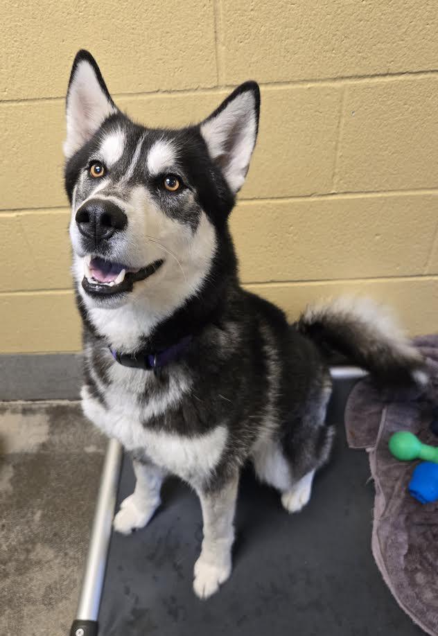 Amarok, a ADOPTABLE mixed breed in Bellingham, WA image 2/4