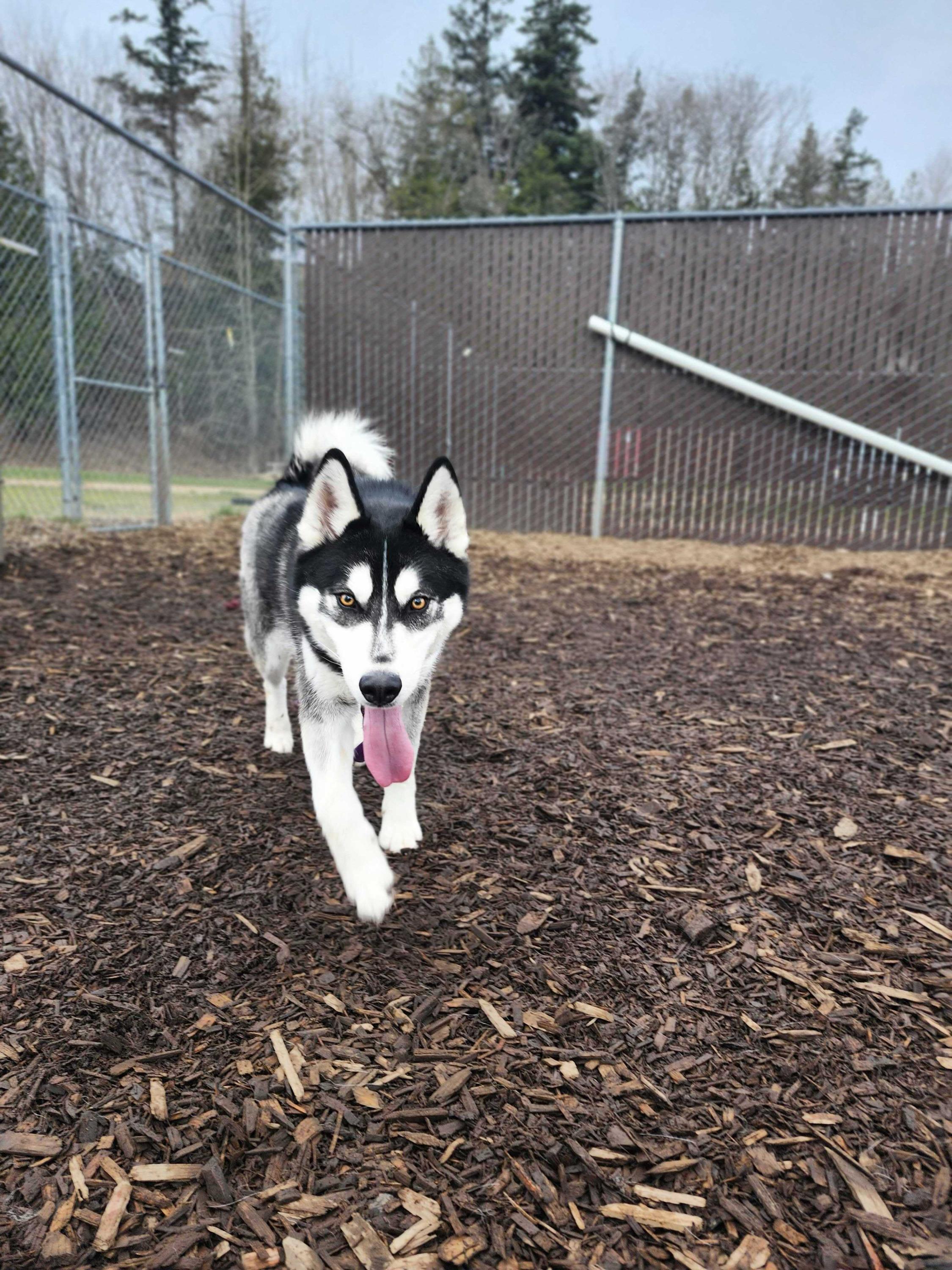 Amarok, a ADOPTABLE mixed breed in Bellingham, WA image 3/4