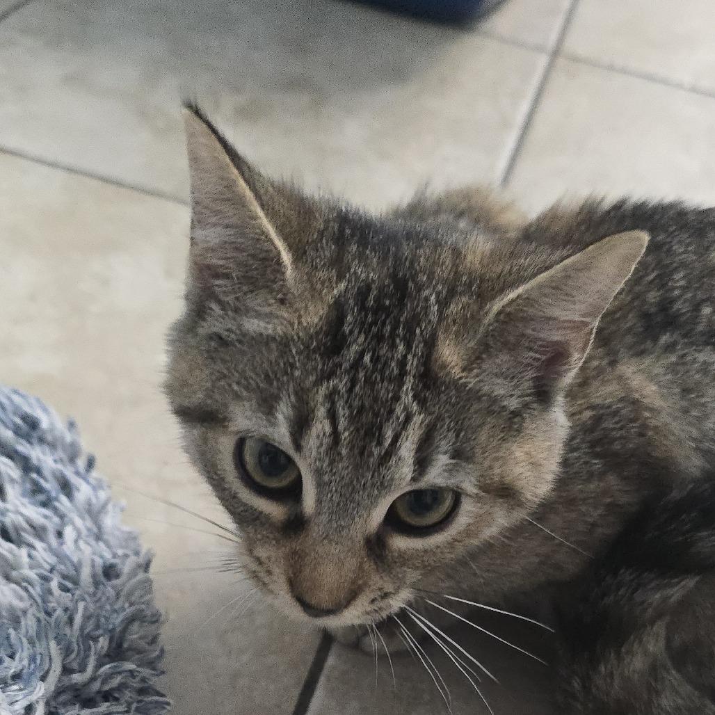 Enlarge kiki 26-0568, a Adoptable Domestic Short Hair in Yanceyville, NC image 1/2