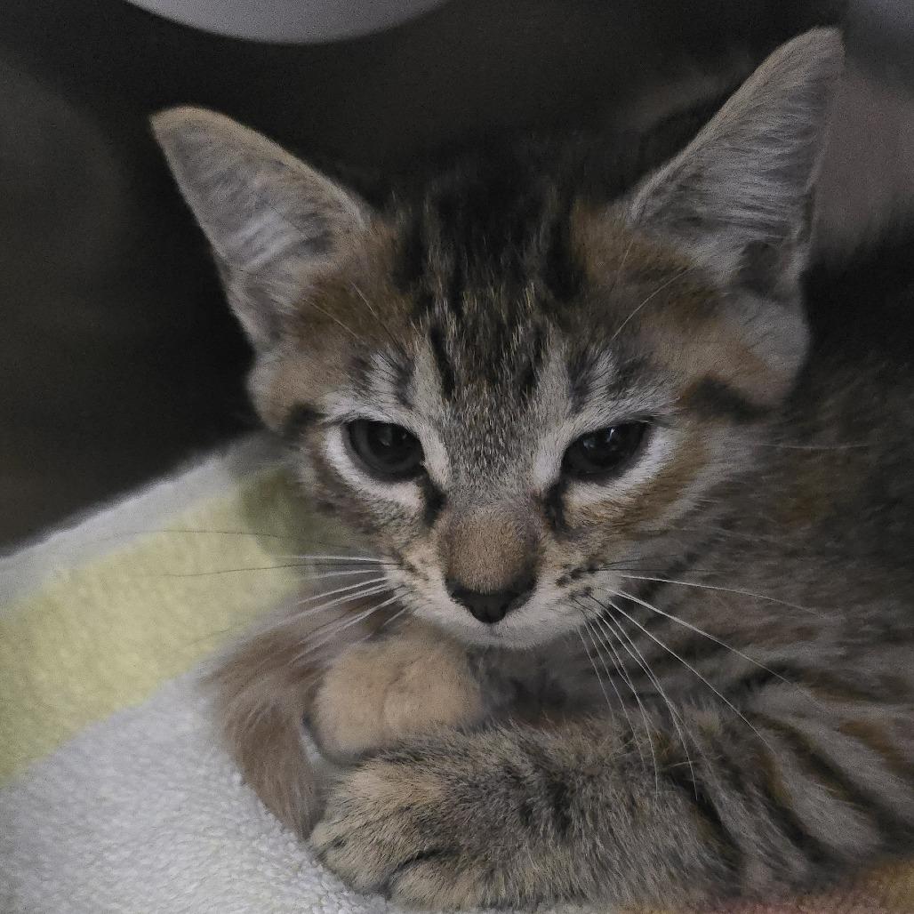 Enlarge kiki 26-0568, a Adoptable Domestic Short Hair in Yanceyville, NC image 2/2