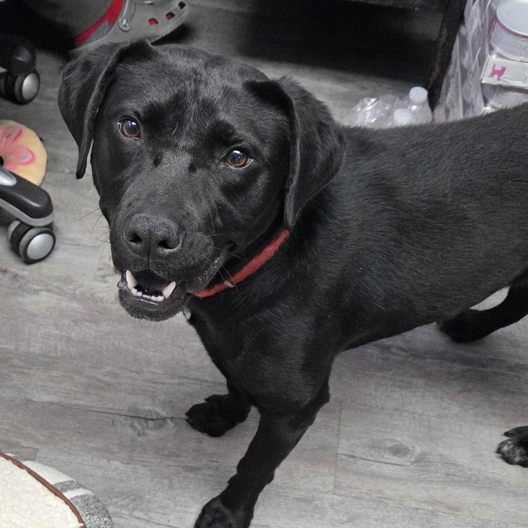 Ringo, Adoptable, Adult Male Black Labrador Retriever & Mixed Breed.