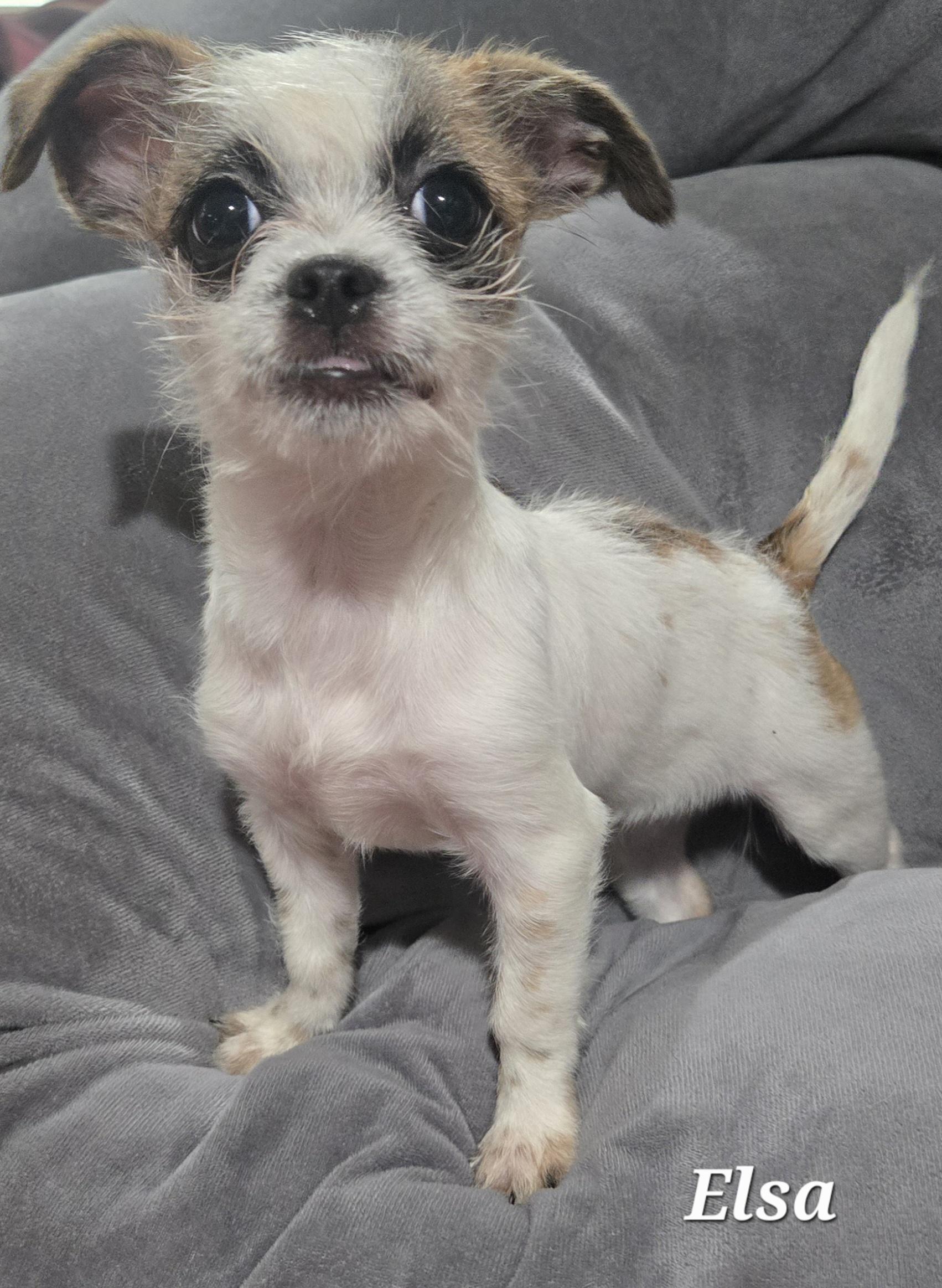 Elsa, Adoptable, Puppy Female Shih Tzu.