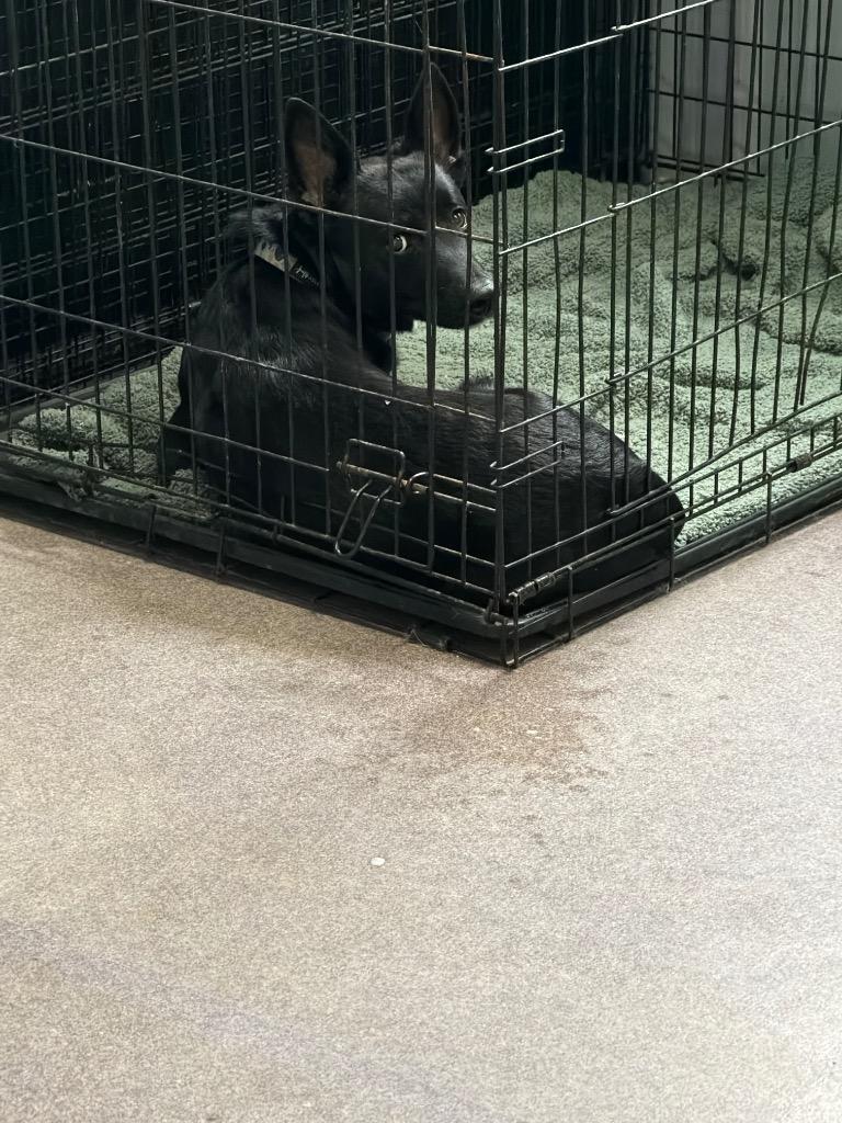 Juno, Adopted, Young Male Terrier & Mixed Breed.