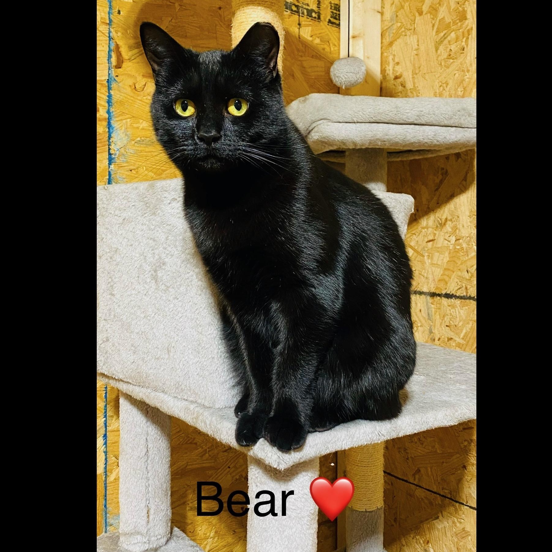 Enlarge Bear (AKA Miss Bear), a Adoptable mixed breed in Mars, PA image 1/1