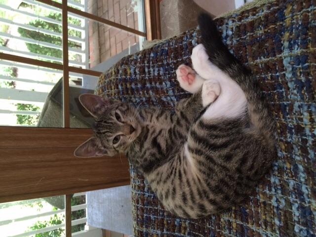 Kalsey, a Adoptable Tabby in Melville, NY image 1/4