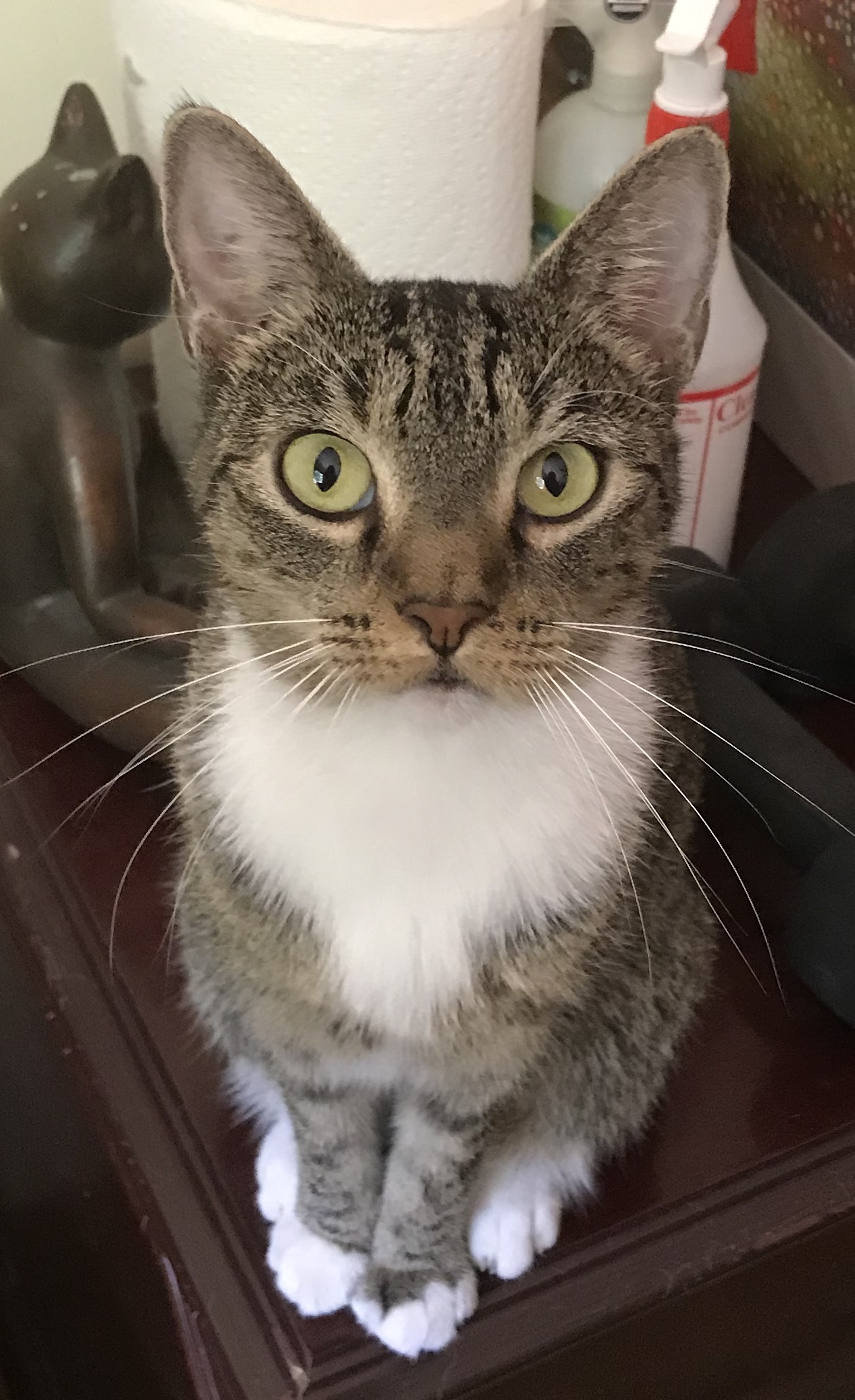 Kalsey, a Adoptable Tabby in Melville, NY image 2/4