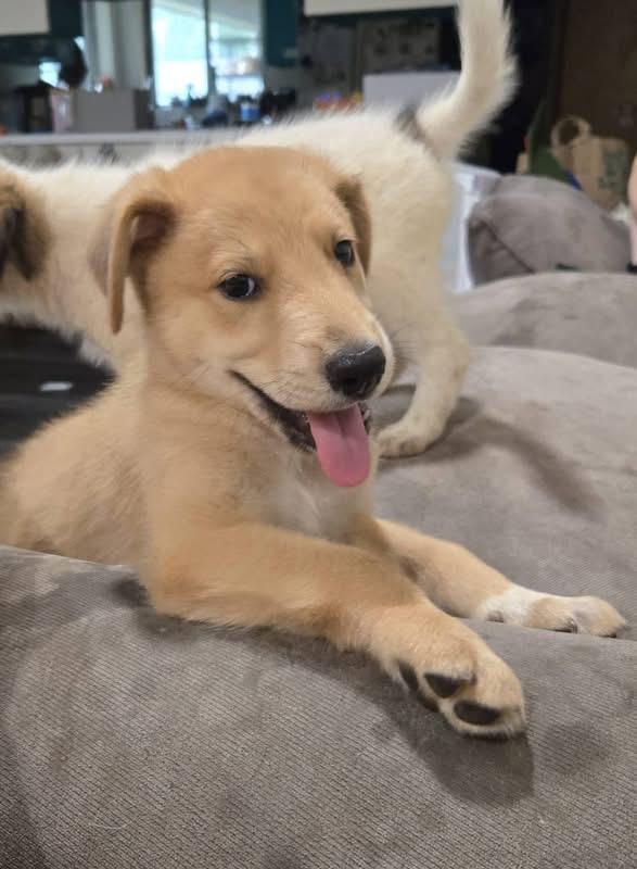 Timber, adopted, Puppy Male Golden Retriever & Labrador Retriever.