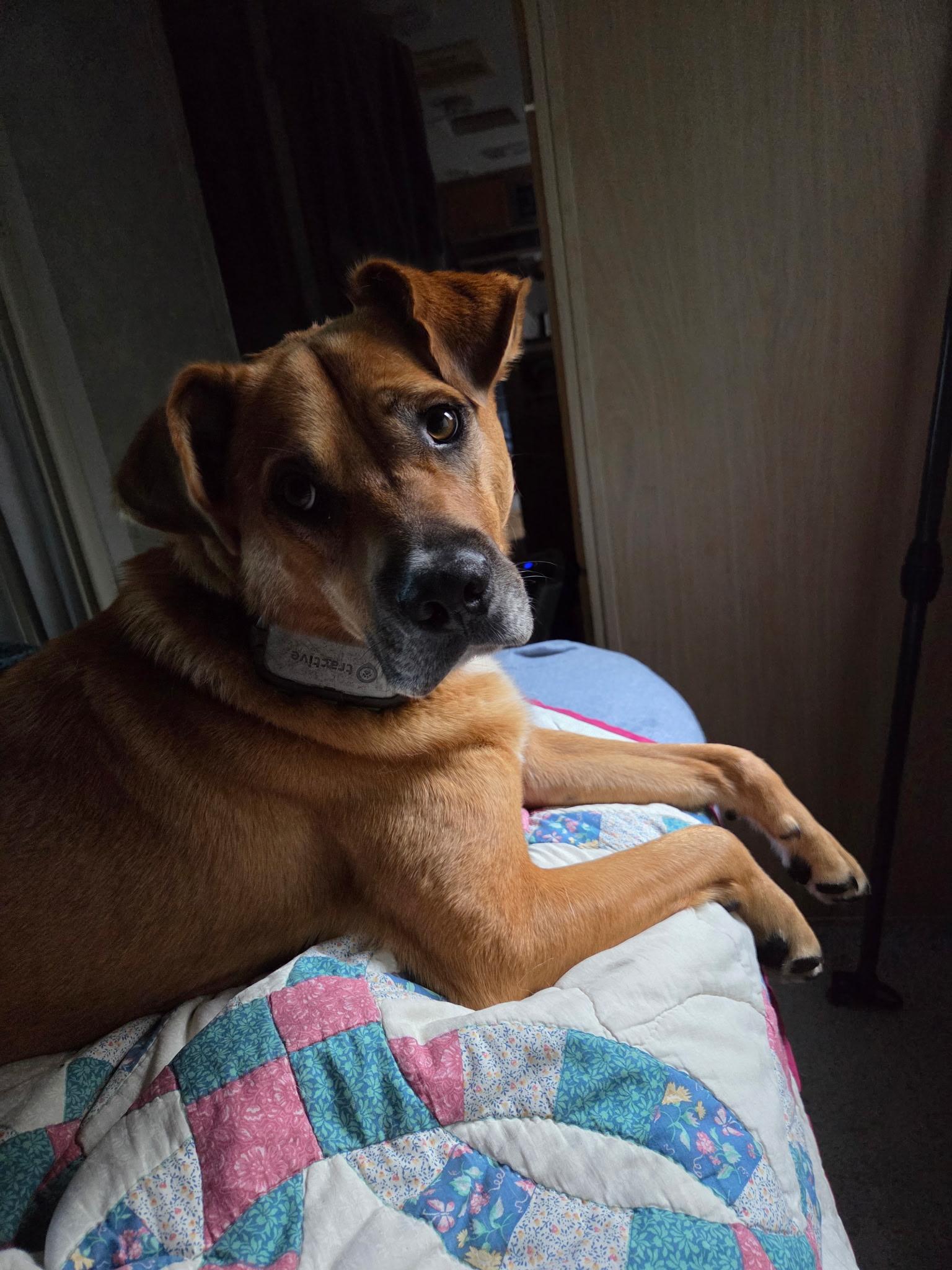 HARLEY, an adoptable mixed breed in Newborn, GA image 1/6