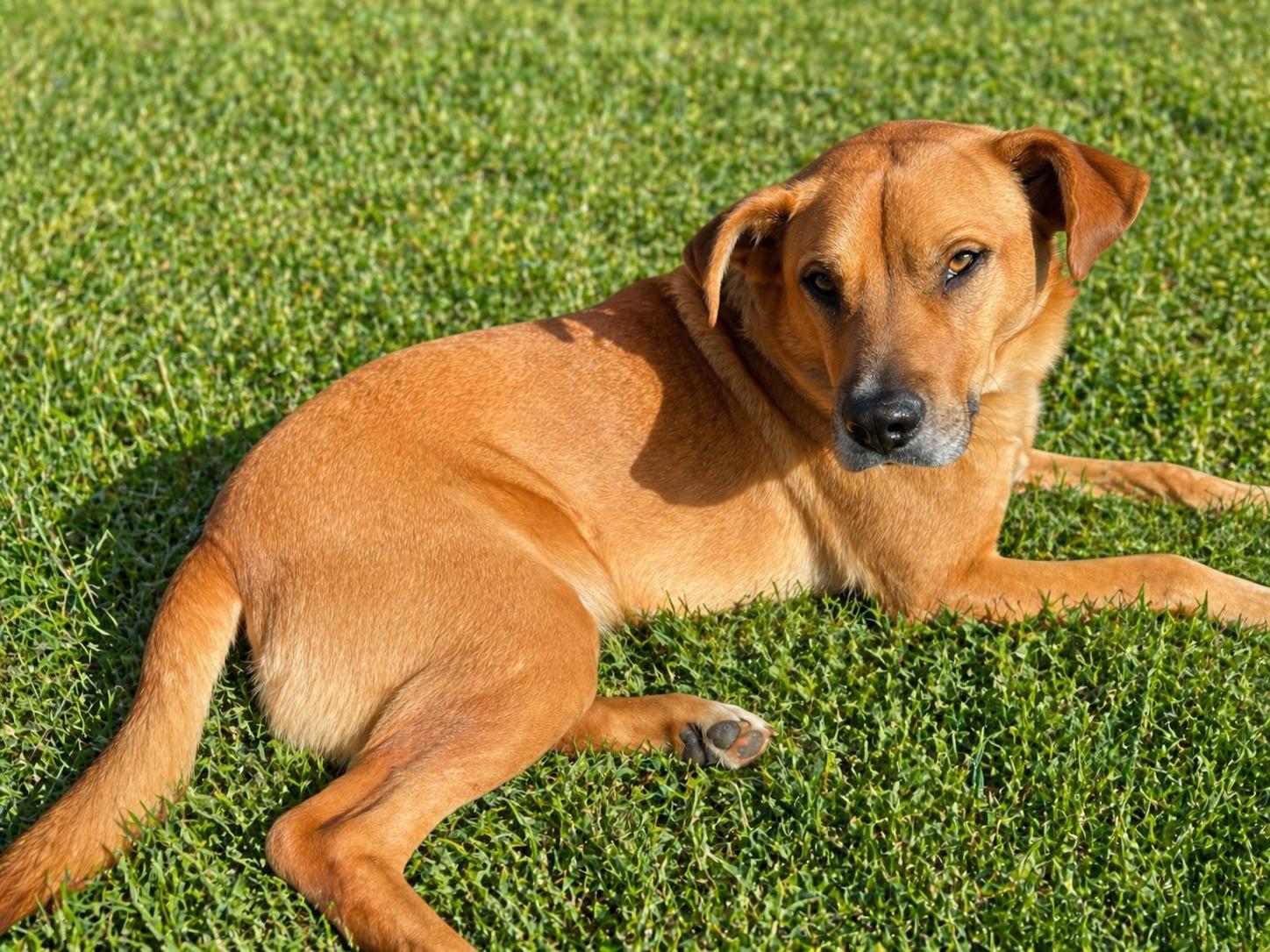 HARLEY, an adoptable mixed breed in Newborn, GA image 1/6