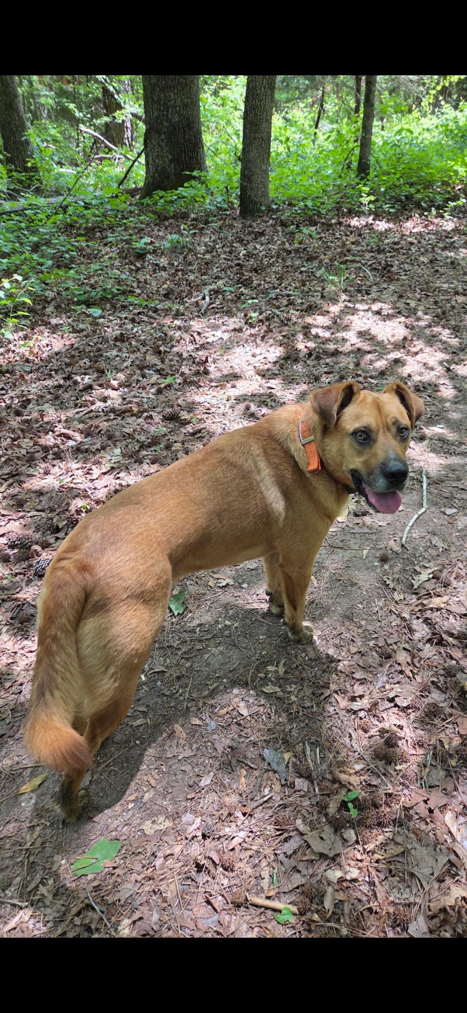 HARLEY, an adoptable mixed breed in Newborn, GA image 6/6