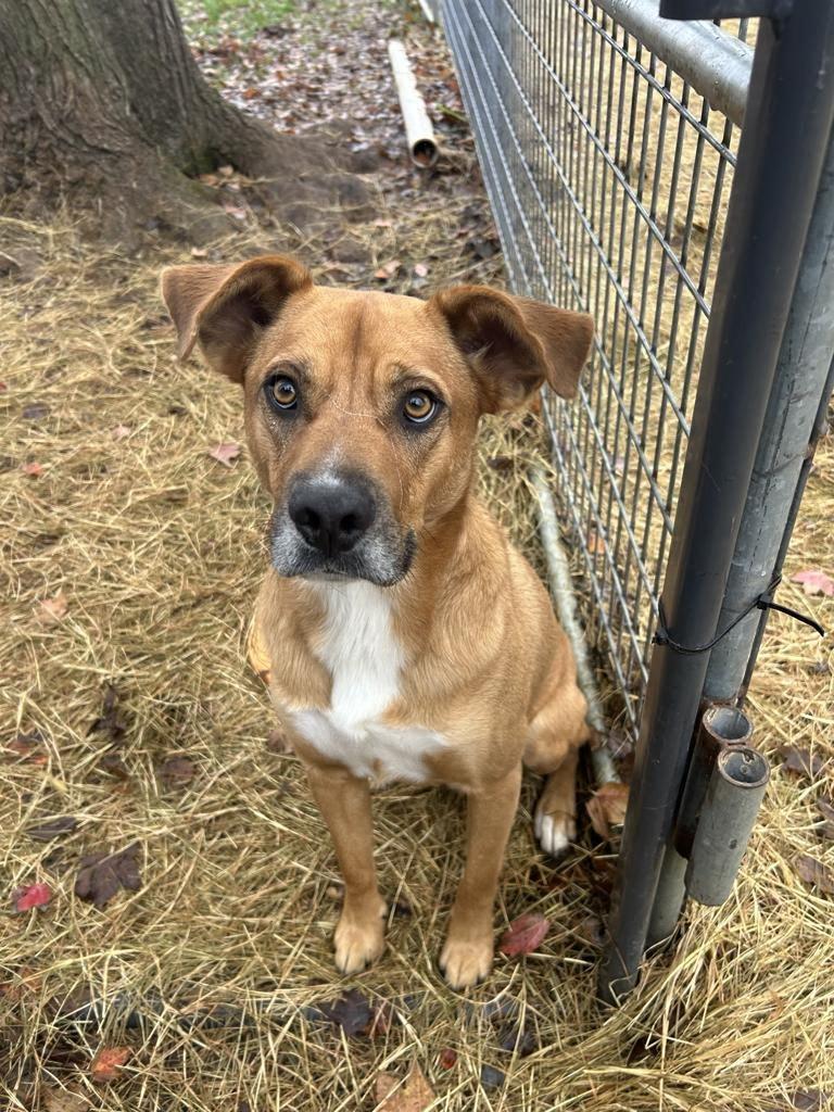 Enlarge HARLEY, an adoptable mixed breed in Newborn, GA image 2/6
