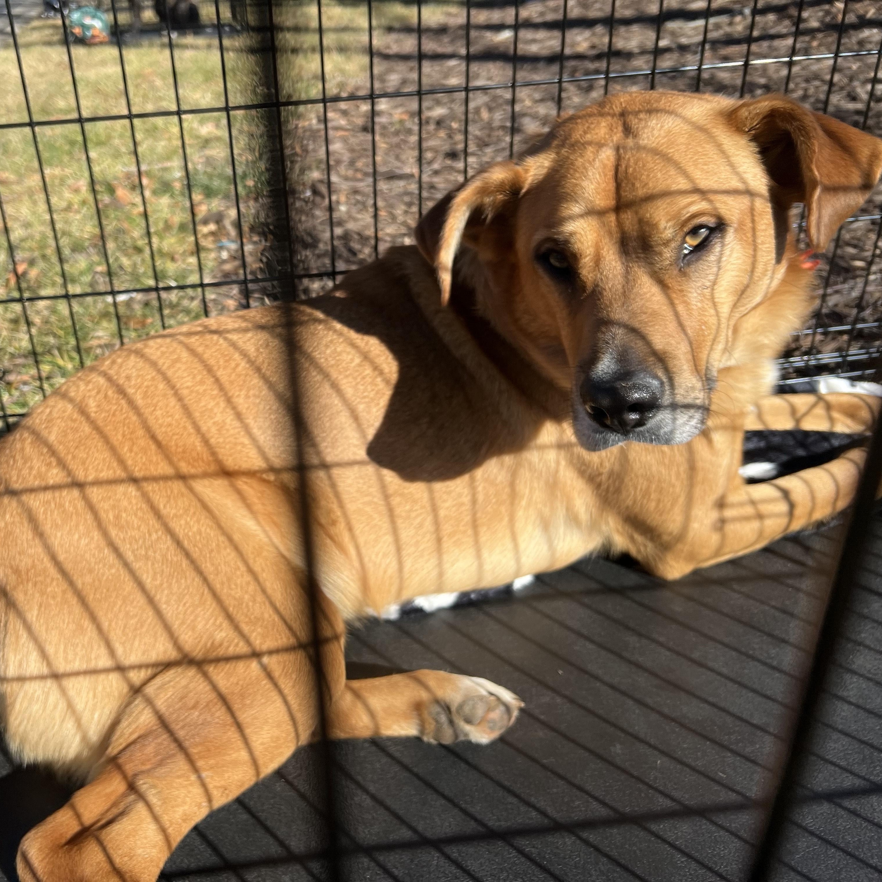 HARLEY, adoptable, Young Male Mixed Breed.