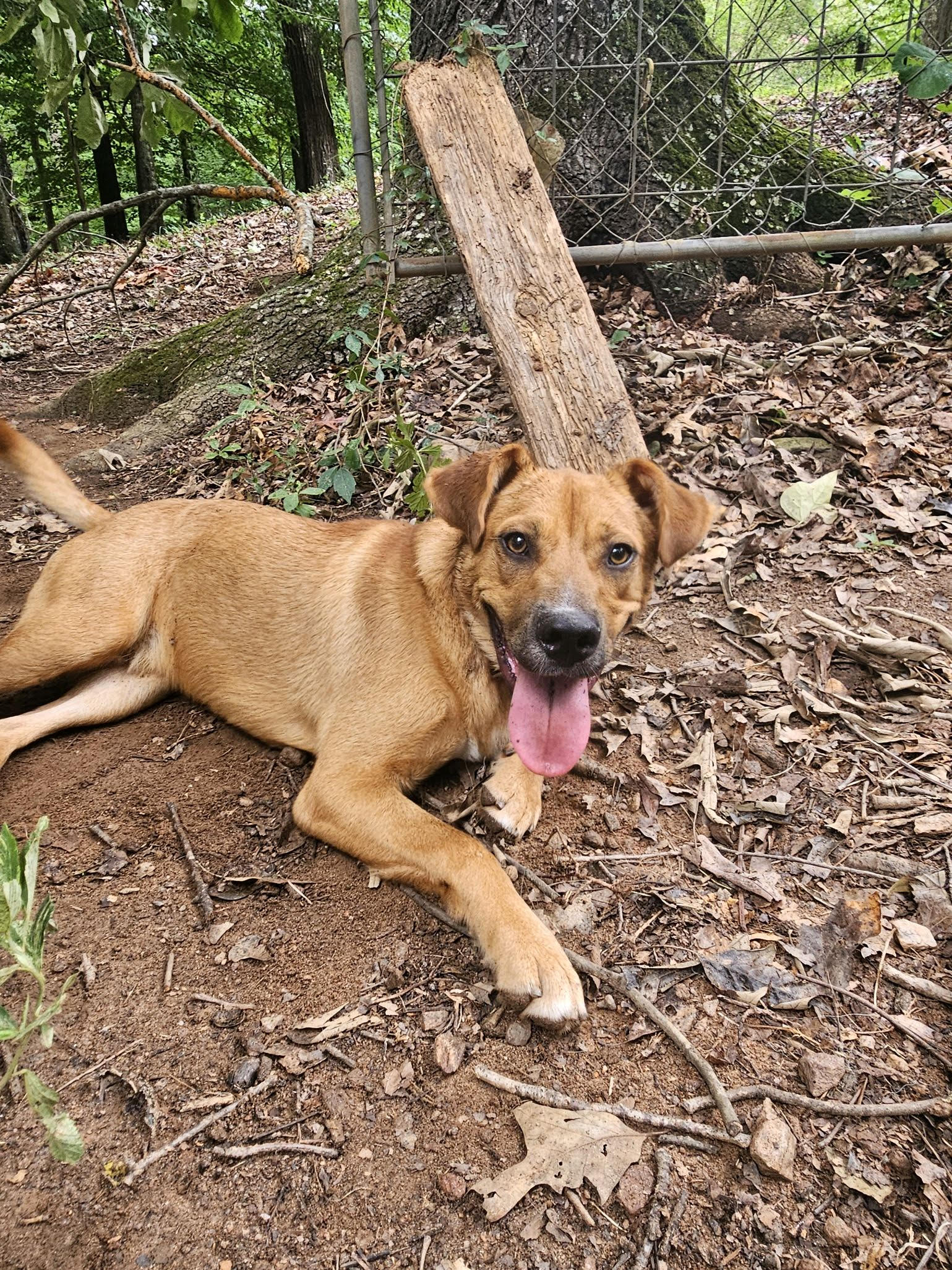 Enlarge HARLEY, an adoptable mixed breed in Newborn, GA image 3/6