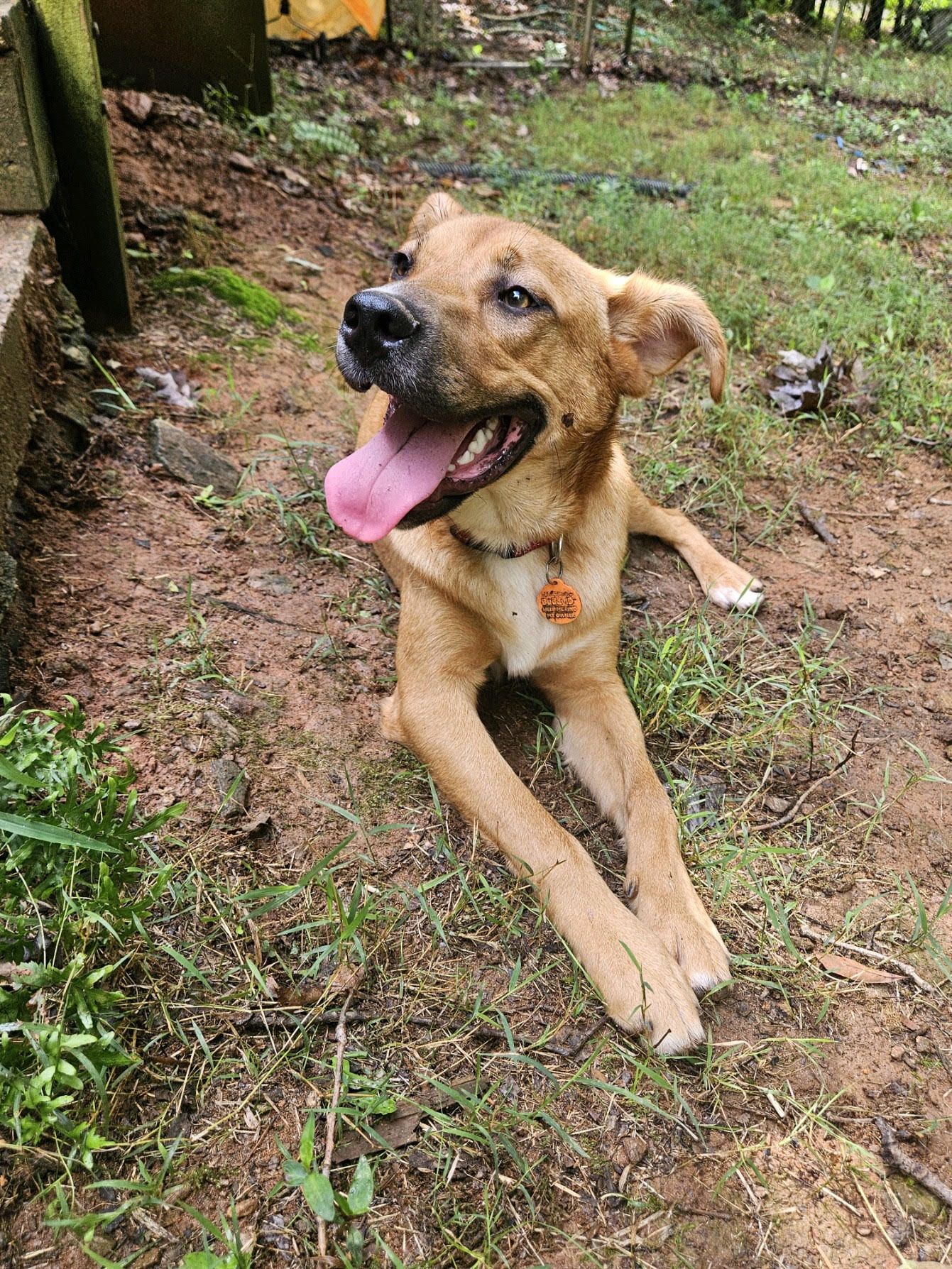 Enlarge HARLEY, an adoptable mixed breed in Newborn, GA image 4/6