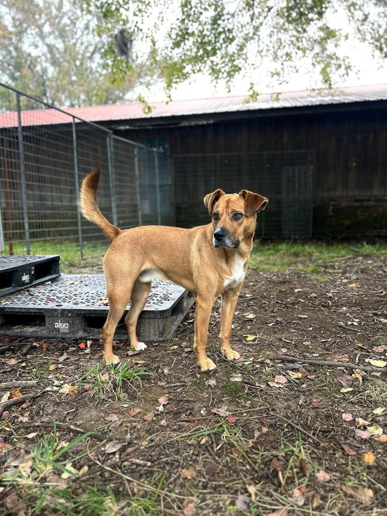 Enlarge HARLEY, an adoptable mixed breed in Newborn, GA image 6/6