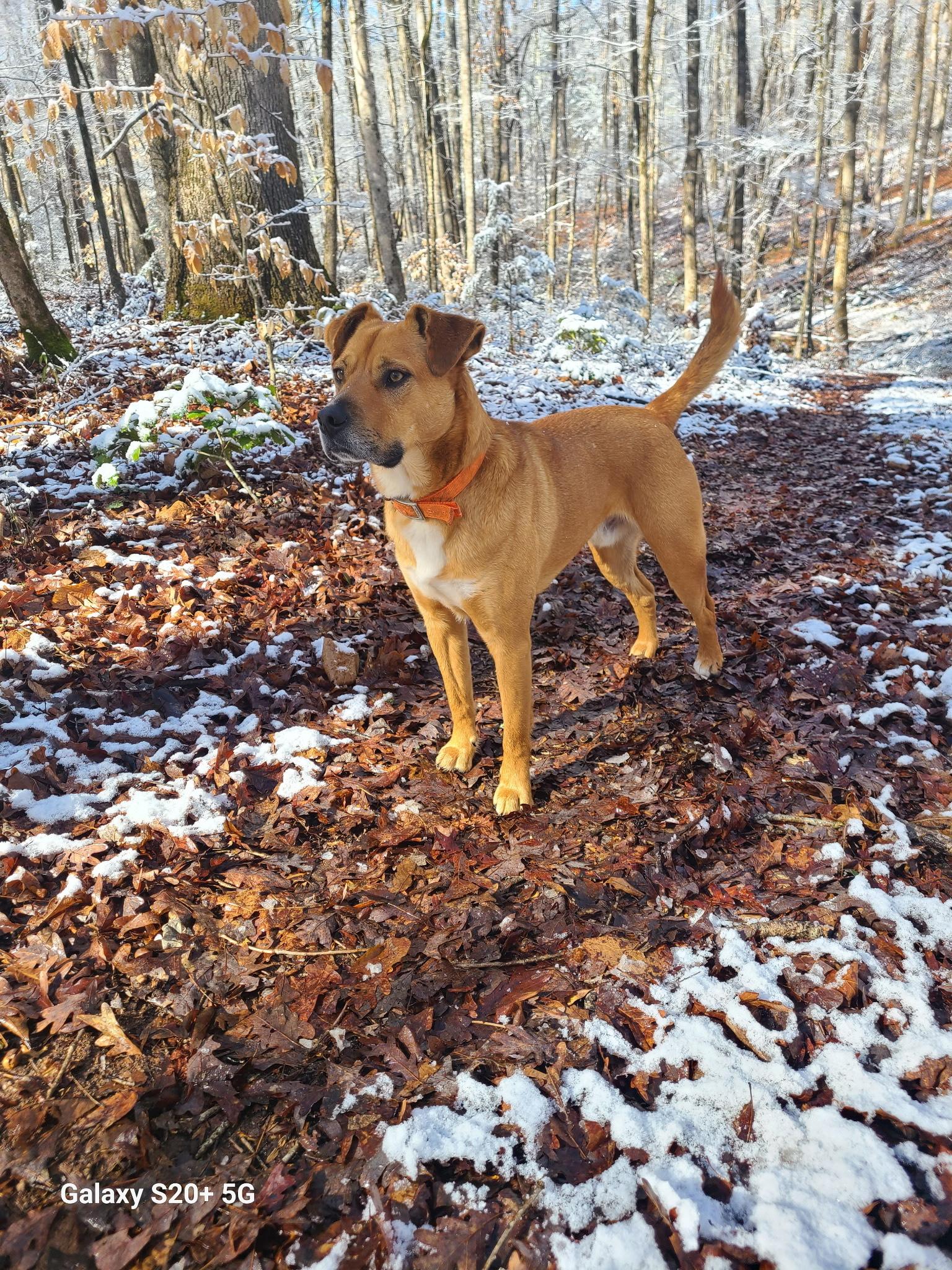 Enlarge HARLEY, an adoptable mixed breed in Newborn, GA image 5/6