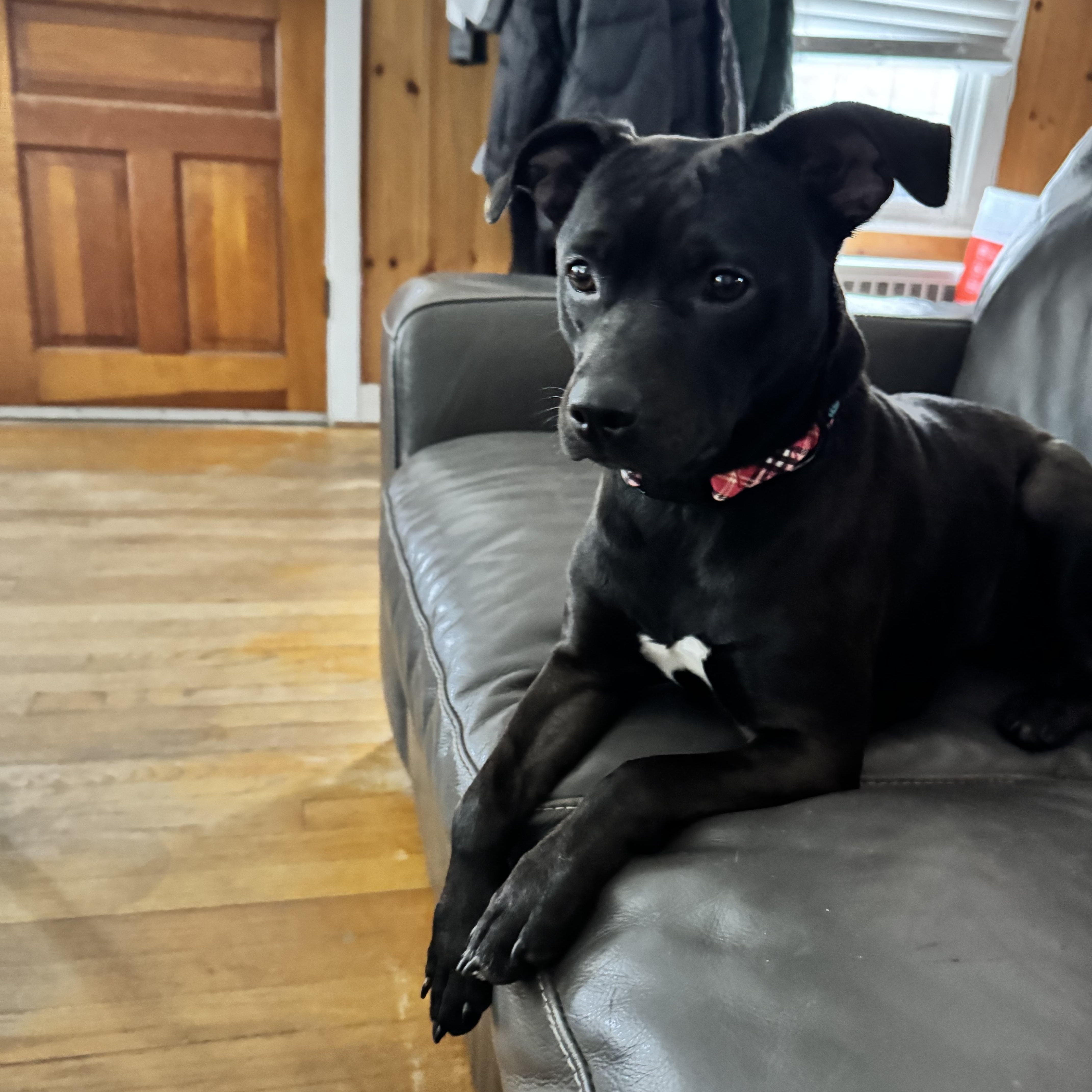 Bubbles, a Adoptable Mixed Breed in Saratoga Springs, NY image 3/5