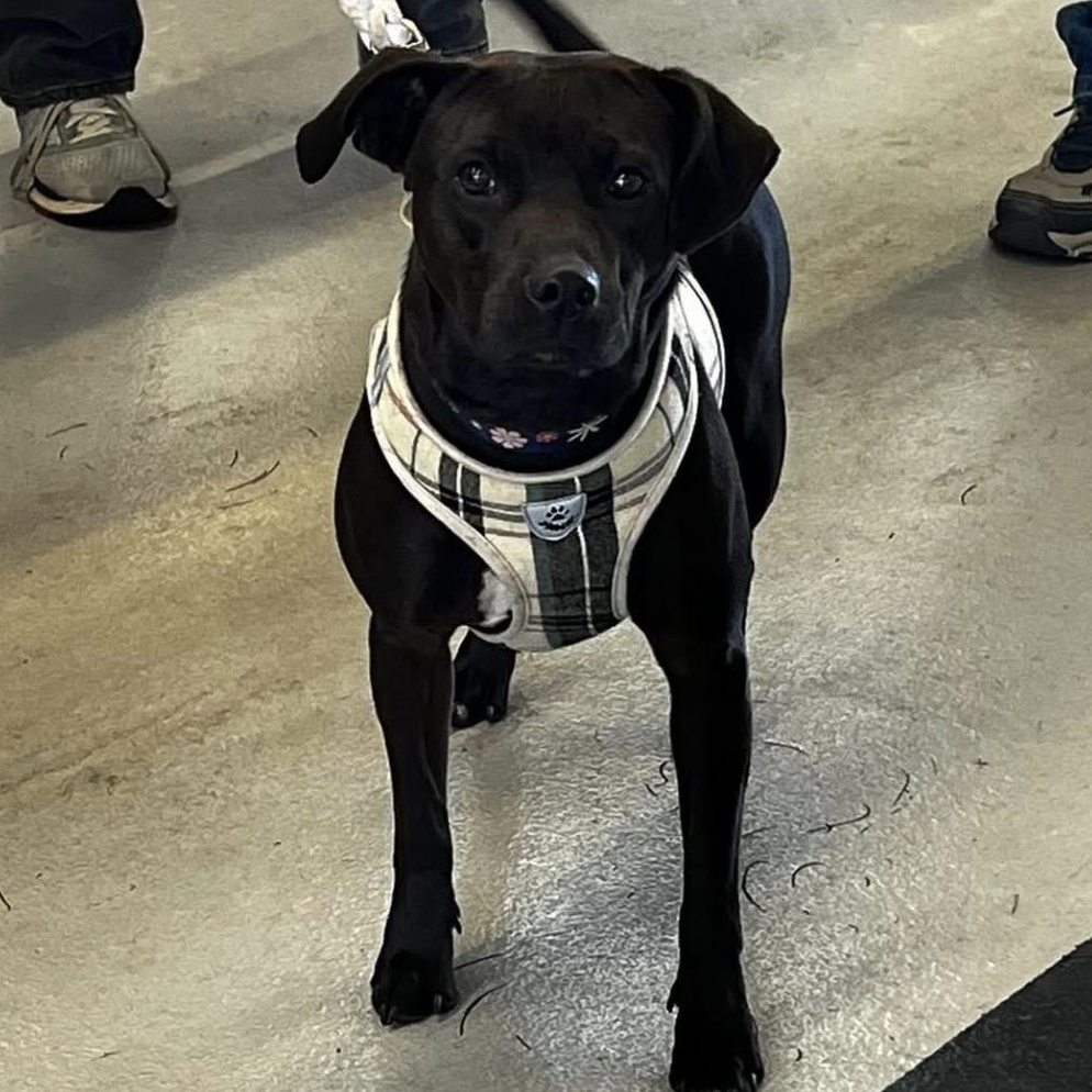 Bubbles, a Adoptable Mixed Breed in Saratoga Springs, NY image 2/5